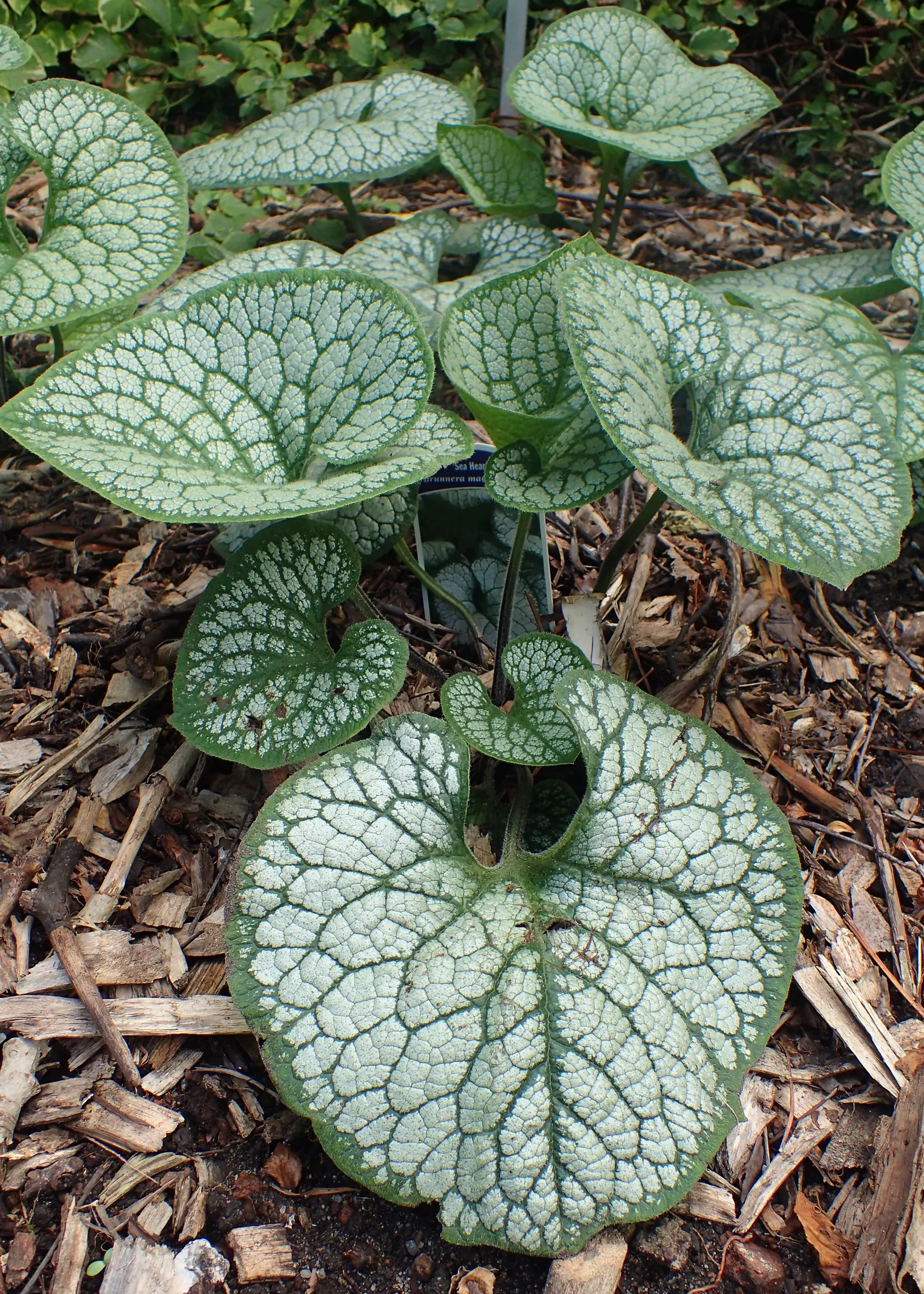 Siberian Bugloss (Brunnera Macrophylla) — or as border fronts for an enchanting aesthetic; typically from April to May