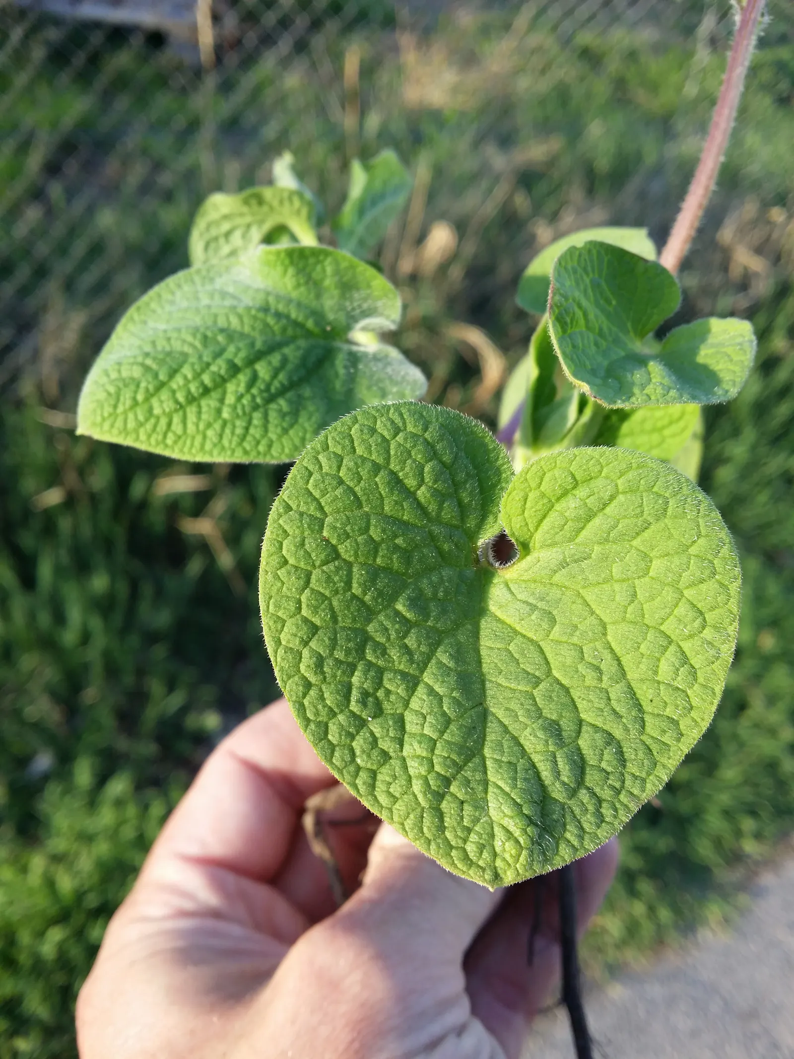 Siberian Bugloss (Brunnera Macrophylla) — notably in cultivated varieties such as \'Jack Frost\' or \'Variegata\'; ground cover / perennial with, image 61