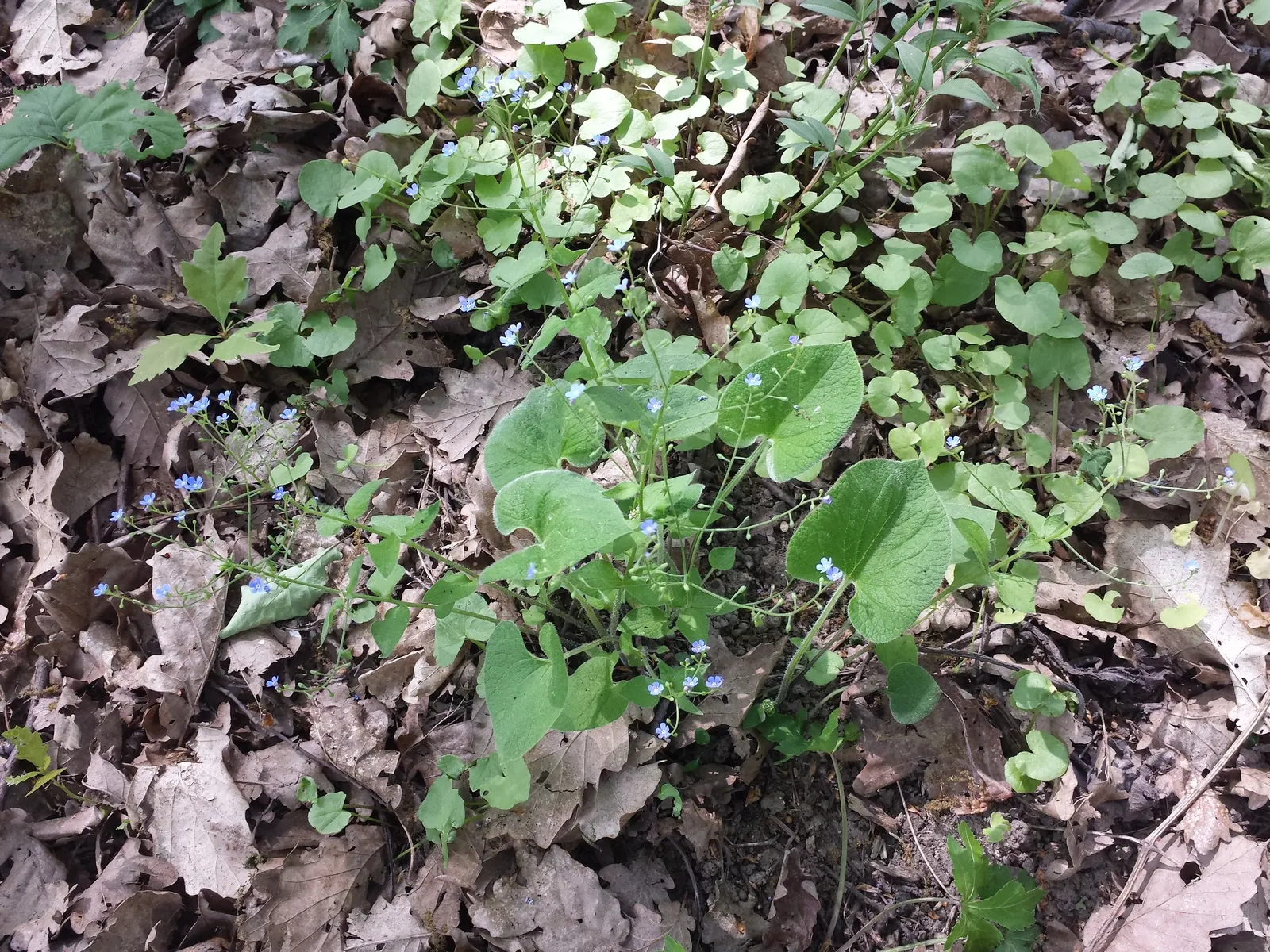Siberian Bugloss (Brunnera Macrophylla) — or as border fronts for an enchanting aesthetic; typically from April to May, image 70