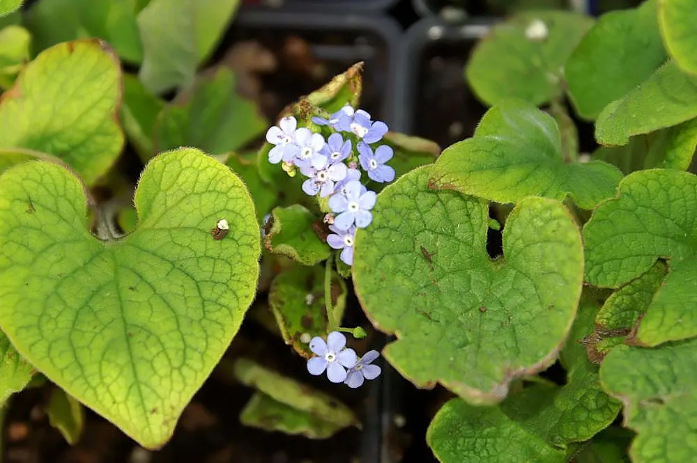 Siberian Bugloss (Brunnera Macrophylla) — this plant can be an excellent addition to city gardens; remarkable for its foliage texture, it's ideal for woodland
