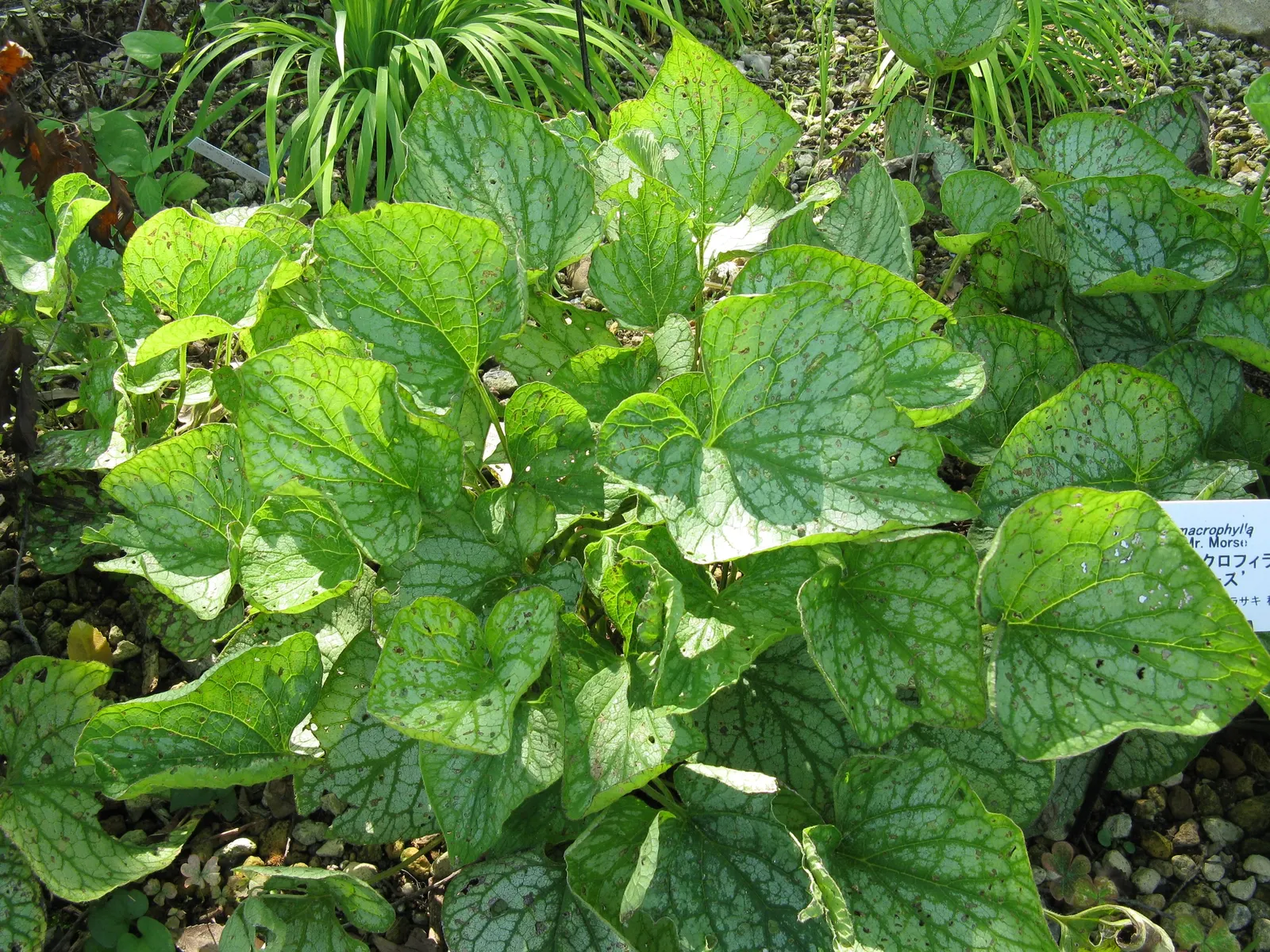 Siberian Bugloss (Brunnera Macrophylla) — Siberian Bugloss requires moist, well-drained soil with ample organic matter; heart-shaped leaves are typically deep