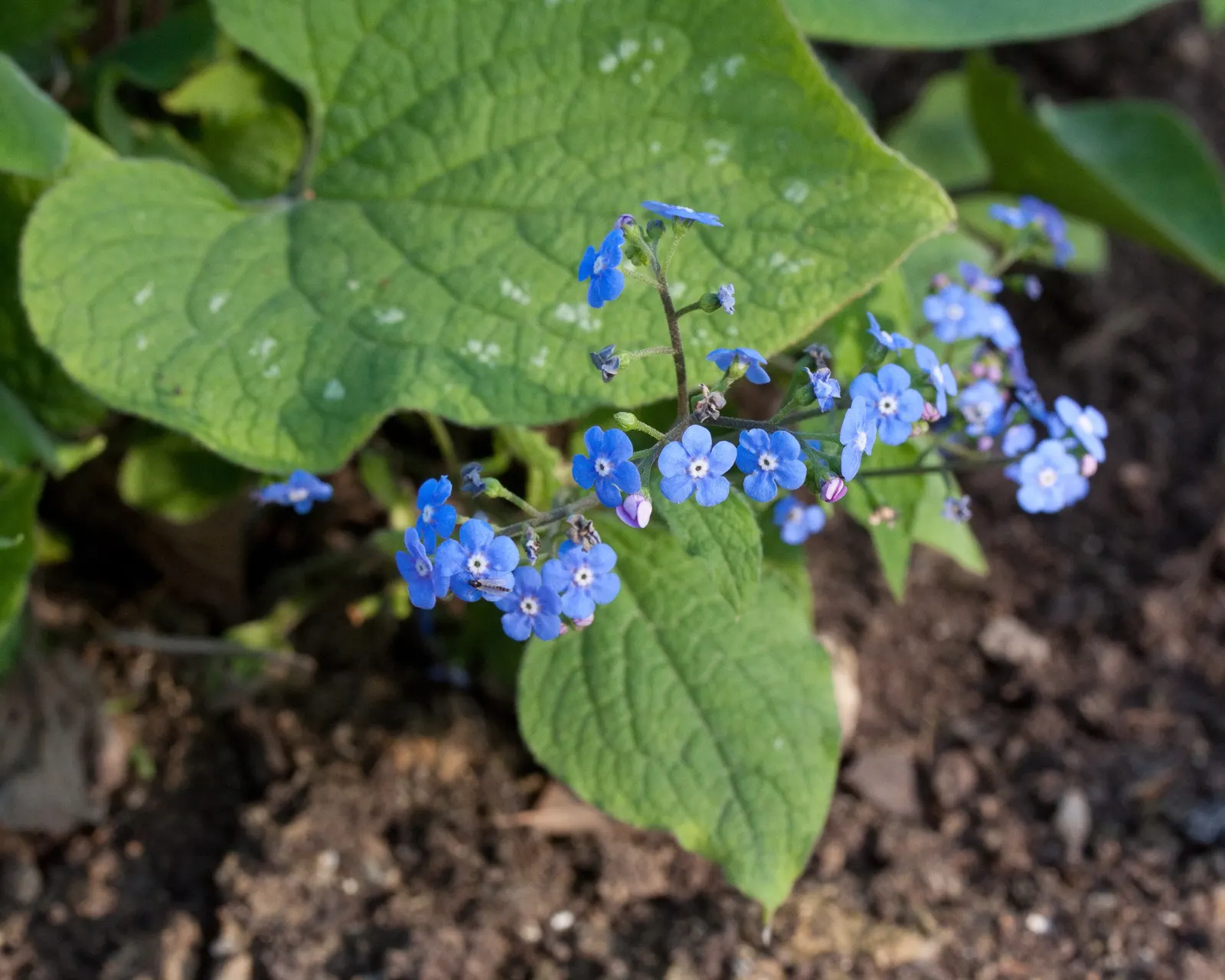 Siberian Bugloss (Brunnera Macrophylla) — commonly known as Siberian Bugloss; requires moist, well-drained soil, image 76