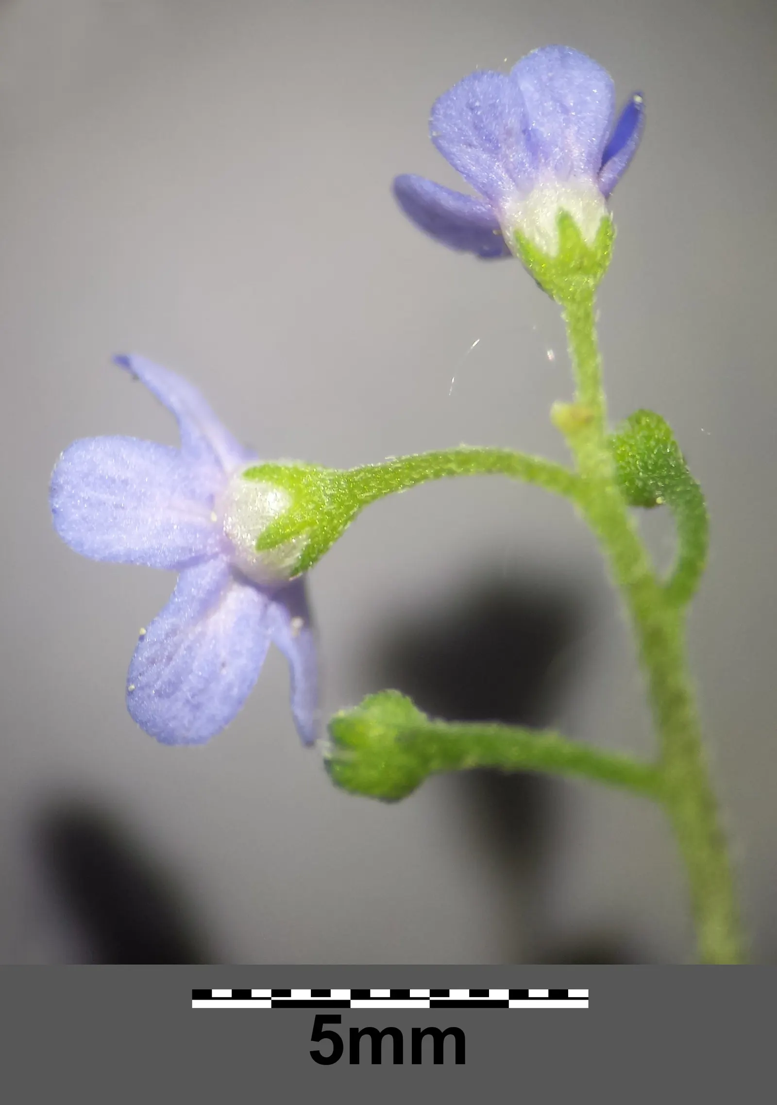 Siberian Bugloss (Brunnera Macrophylla) — vibrant blue flowers emerge