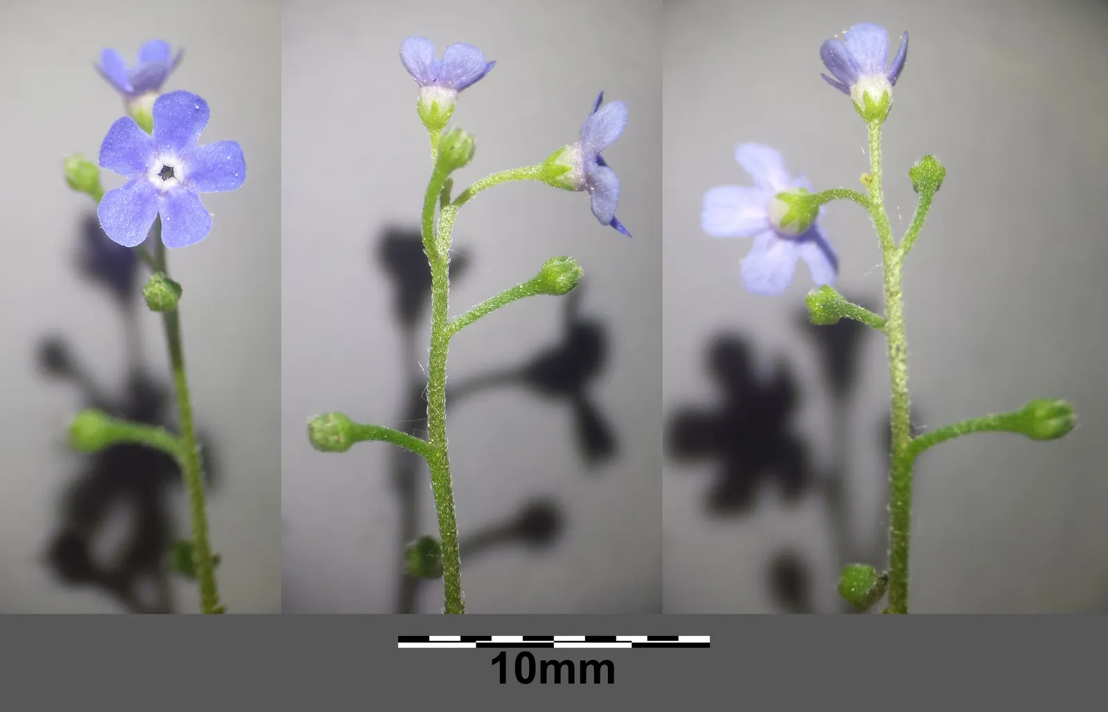 Siberian Bugloss (Brunnera Macrophylla) — commonly known as Siberian Bugloss; requires moist, well-drained soil