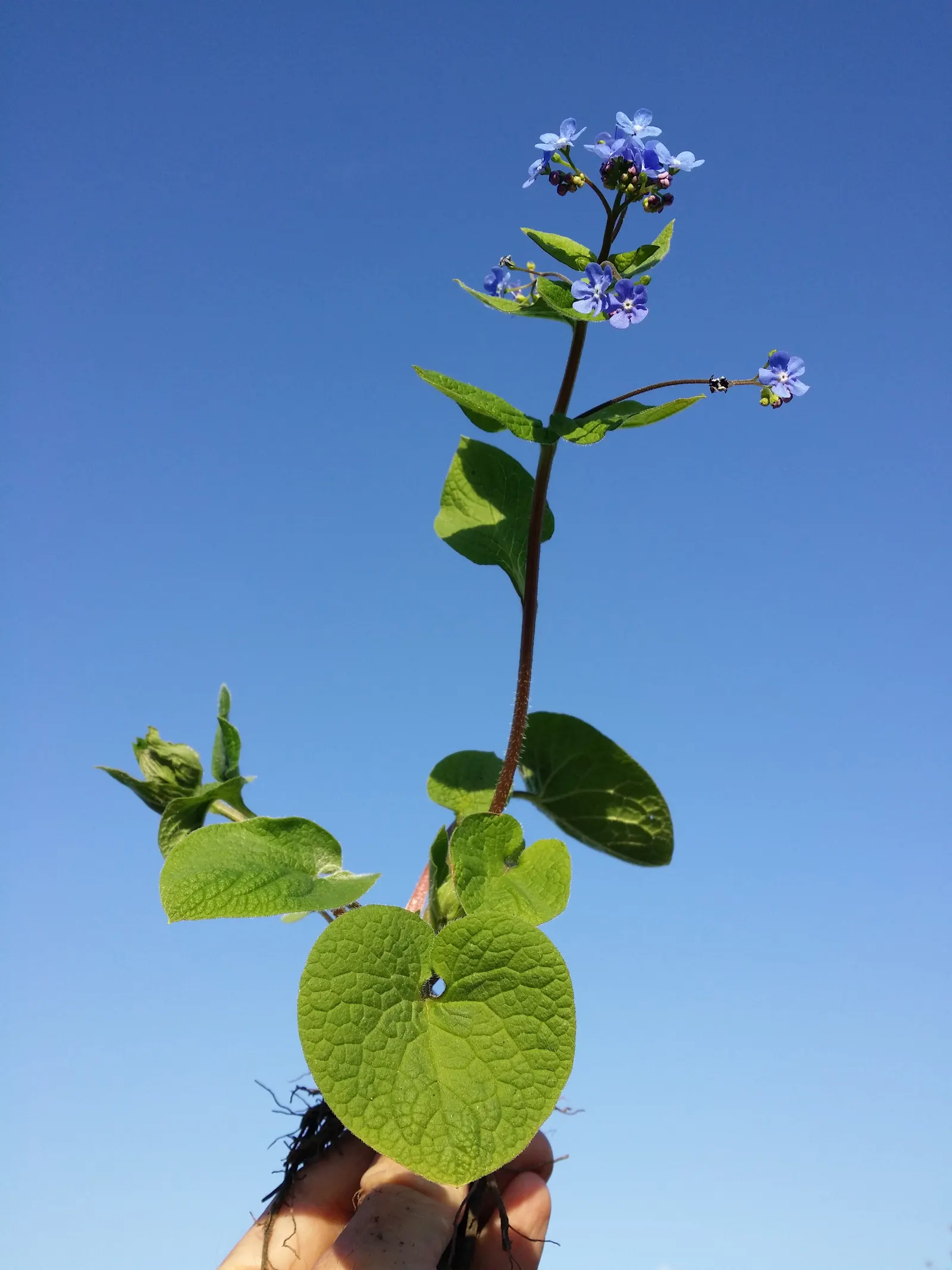 Siberian Bugloss (Brunnera Macrophylla) — Tolerant of urban pollution; blue flowers in the garden