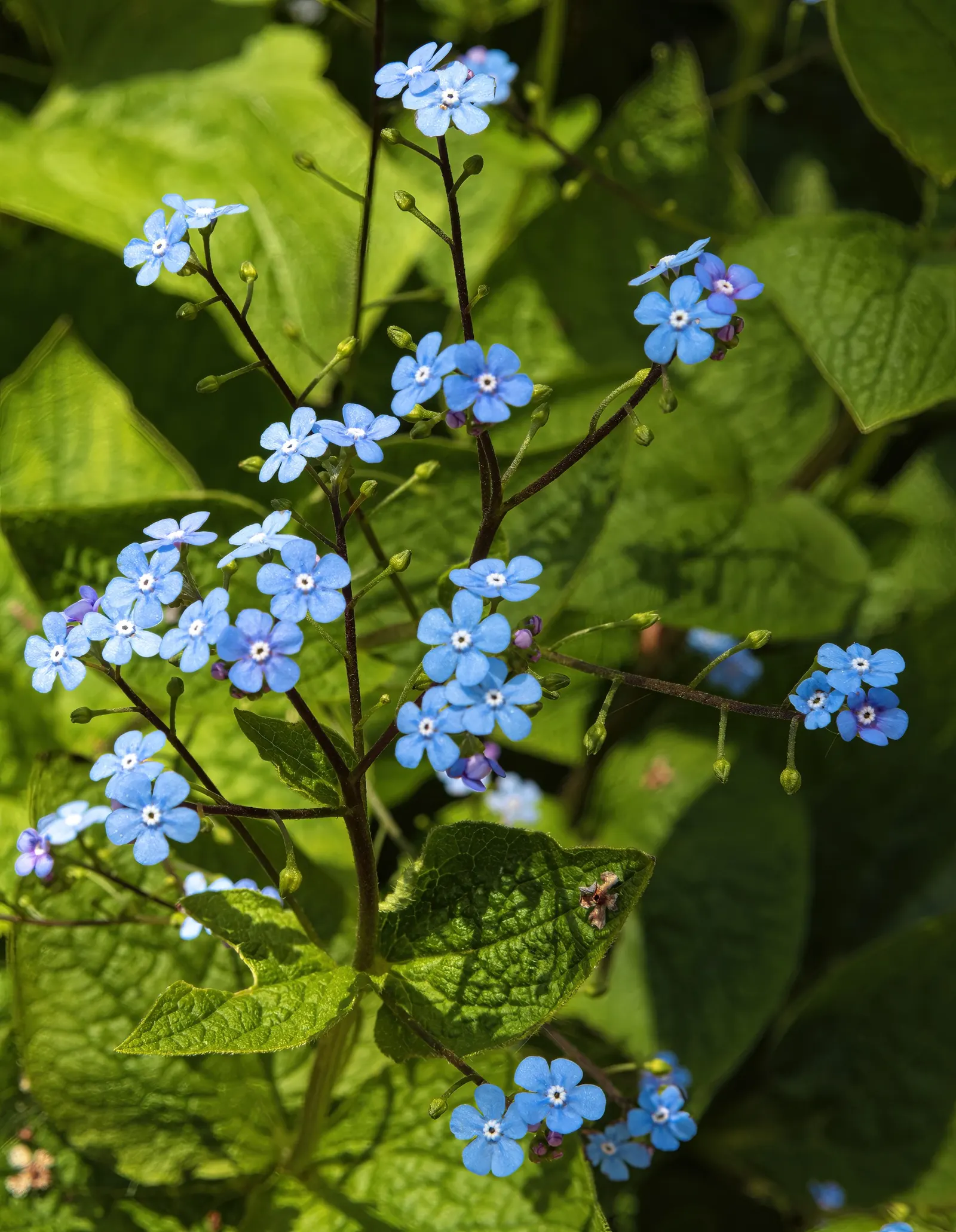 Siberian Bugloss (Brunnera Macrophylla) — often displaying variegation or frost-like patterns; it is relatively low-maintenance, image 60