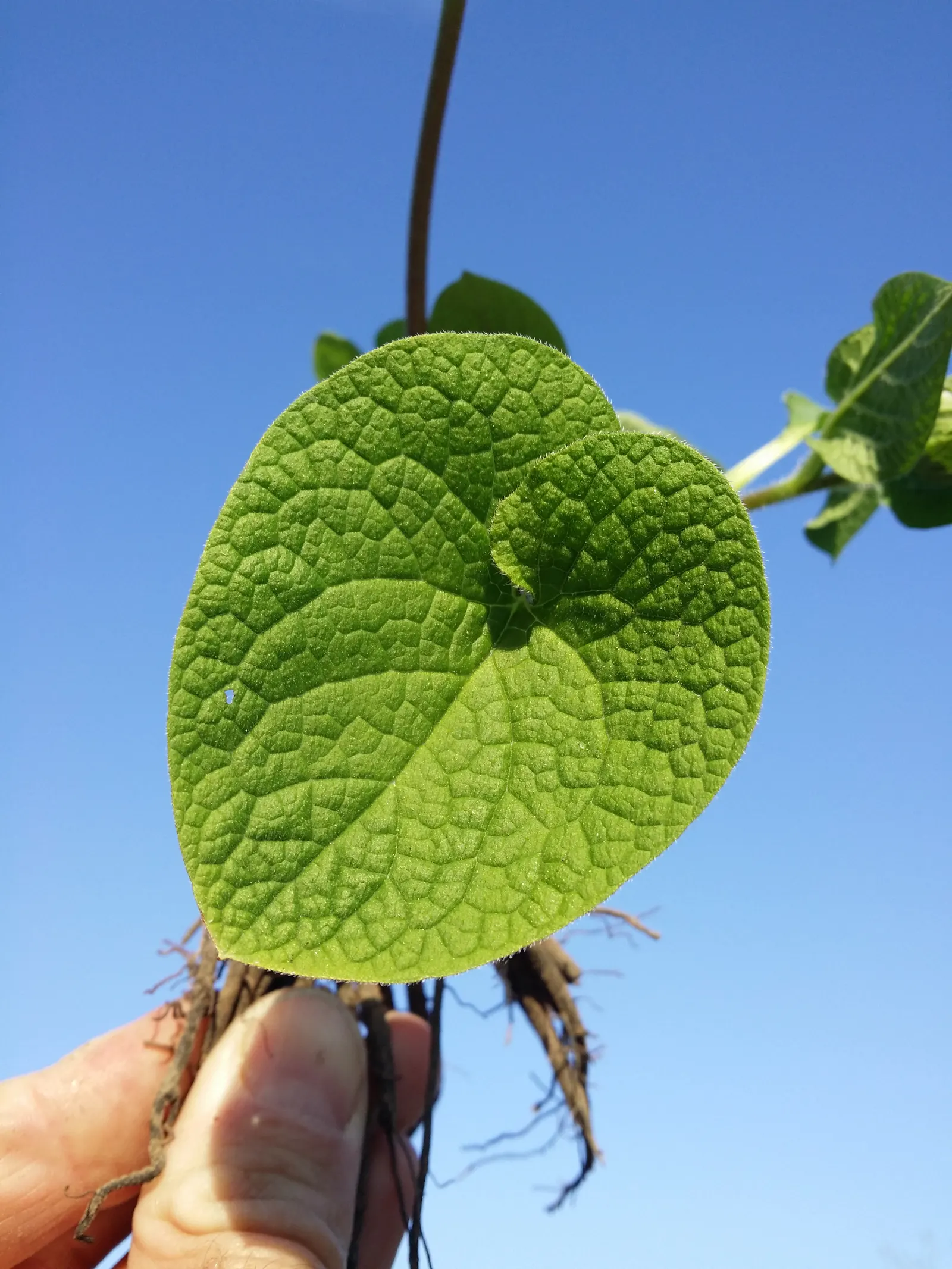 Siberian Bugloss (Brunnera Macrophylla) — typically from April to May