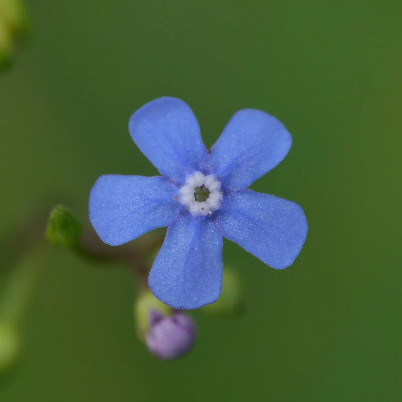 Siberian Bugloss (Brunnera Macrophylla) — scientifically named Brunnera macrophylla; providing a charming contrast against the foliage, image 81