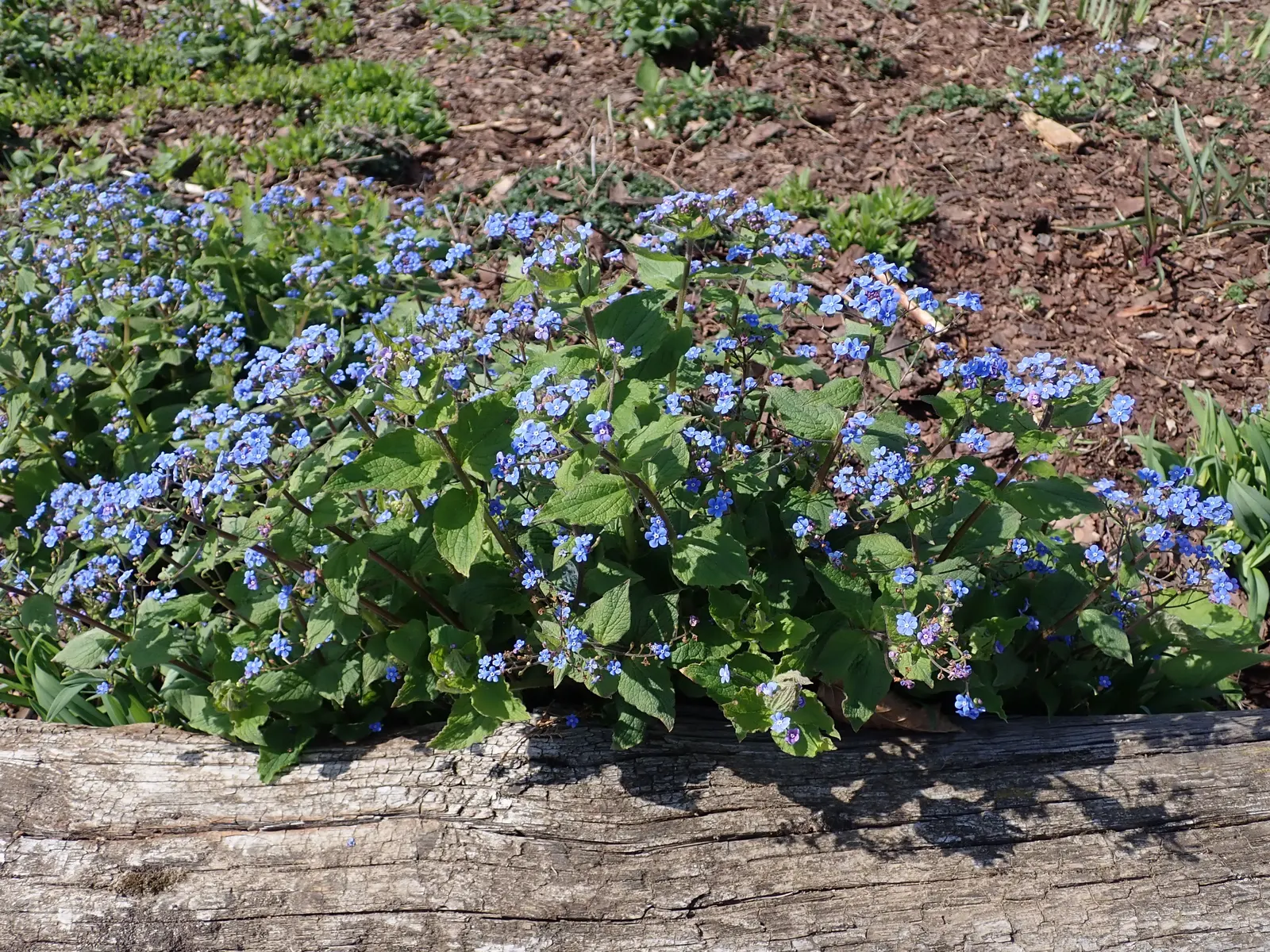 Siberian Bugloss (Brunnera Macrophylla) — Remarkable for its foliage texture, it's ideal for woodland gardens and as a groundcover