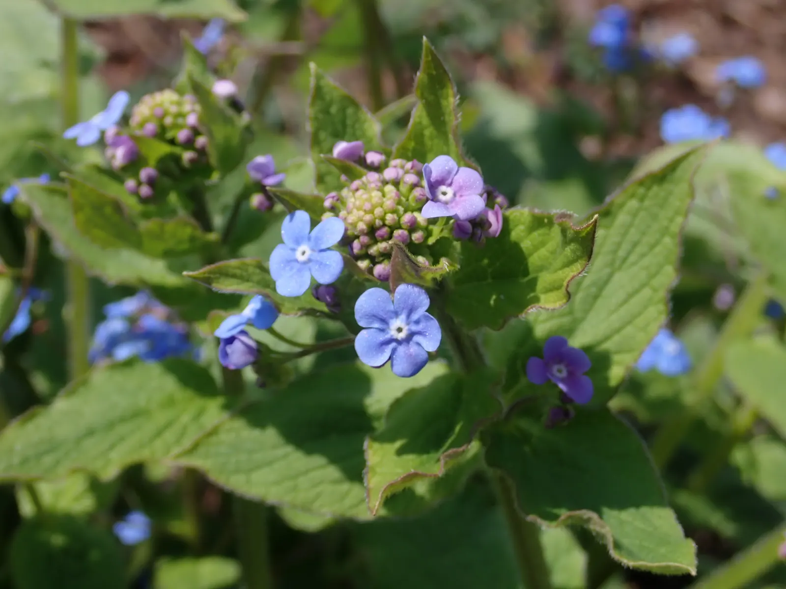 Siberian Bugloss (Brunnera Macrophylla) — providing a charming contrast against the foliage; or as border fronts for an enchanting aesthetic, image 89