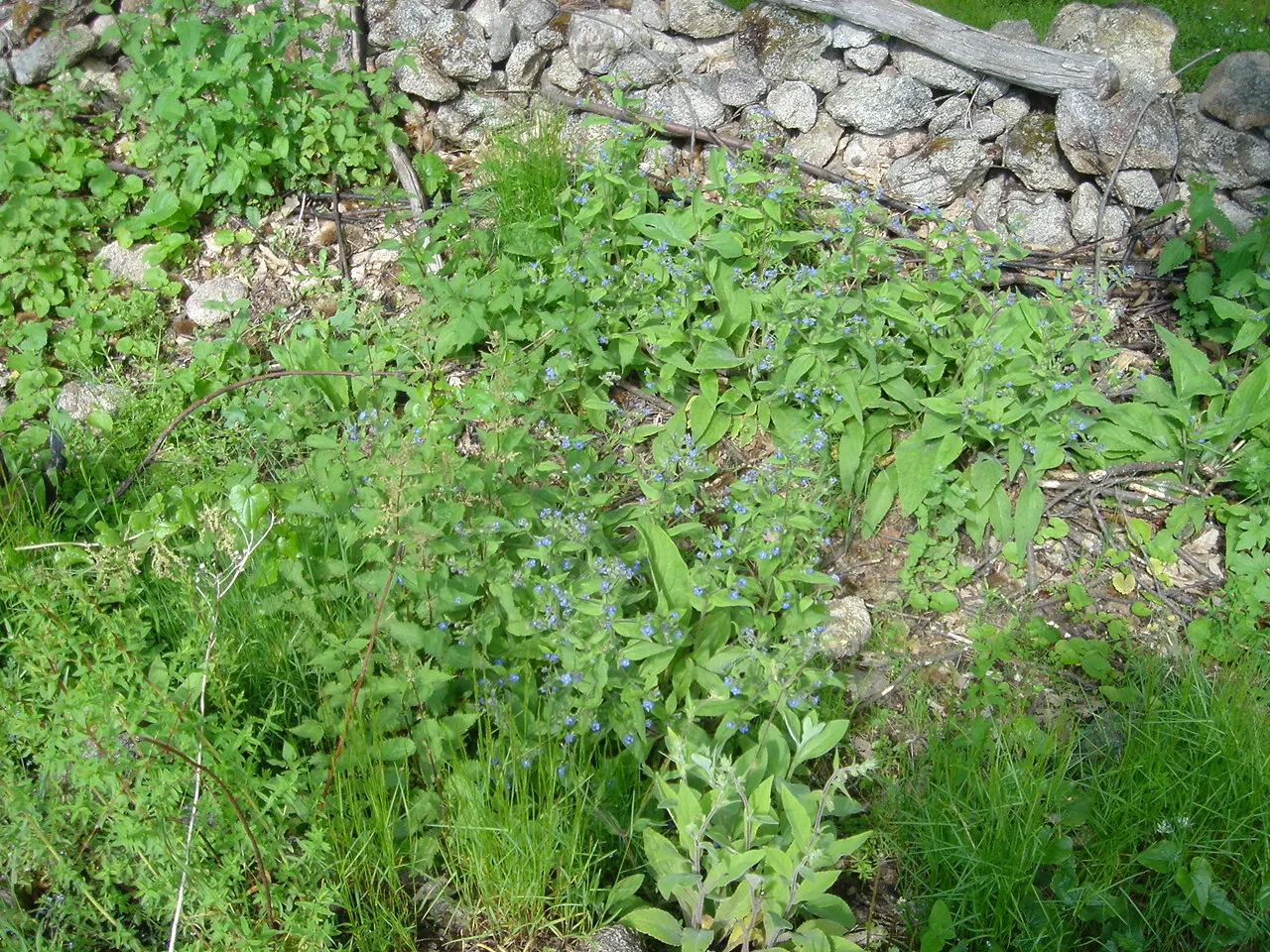 Siberian Bugloss (Brunnera Macrophylla) — typically from April to May; scientifically named Brunnera macrophylla