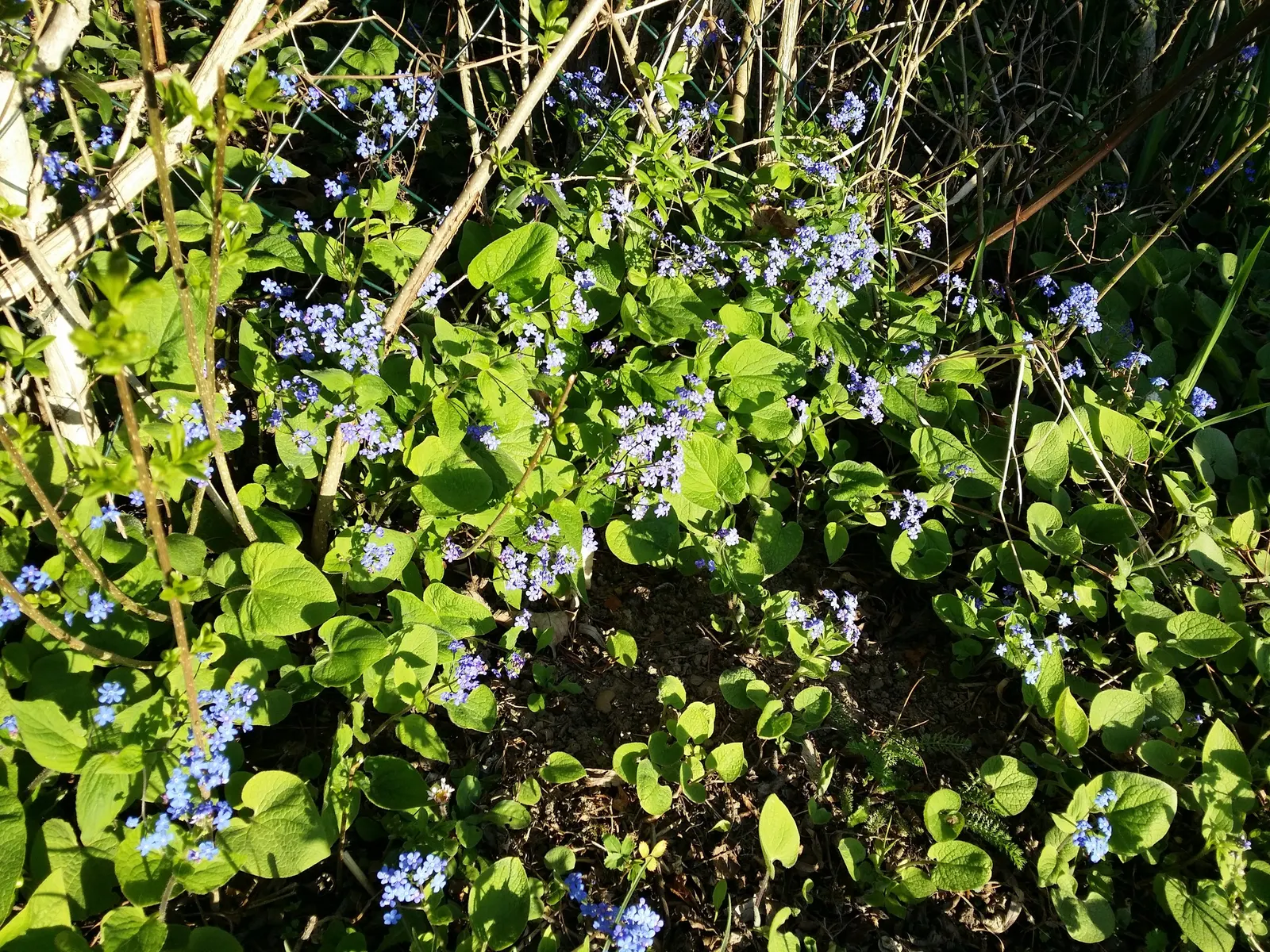 Siberian Bugloss (Brunnera Macrophylla) — Remarkable for its foliage texture, it's ideal for woodland gardens and as a groundcover; with a similar spread of 18