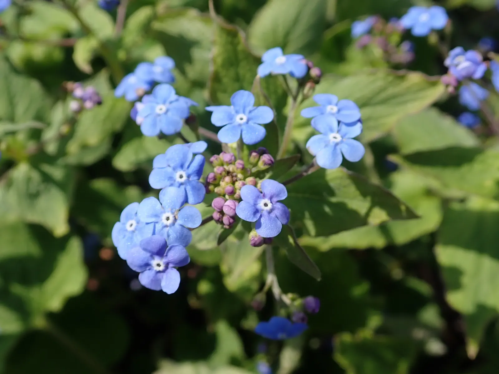 Siberian Bugloss (Brunnera Macrophylla) — Its lush foliage and cobalt blooms provide a cool