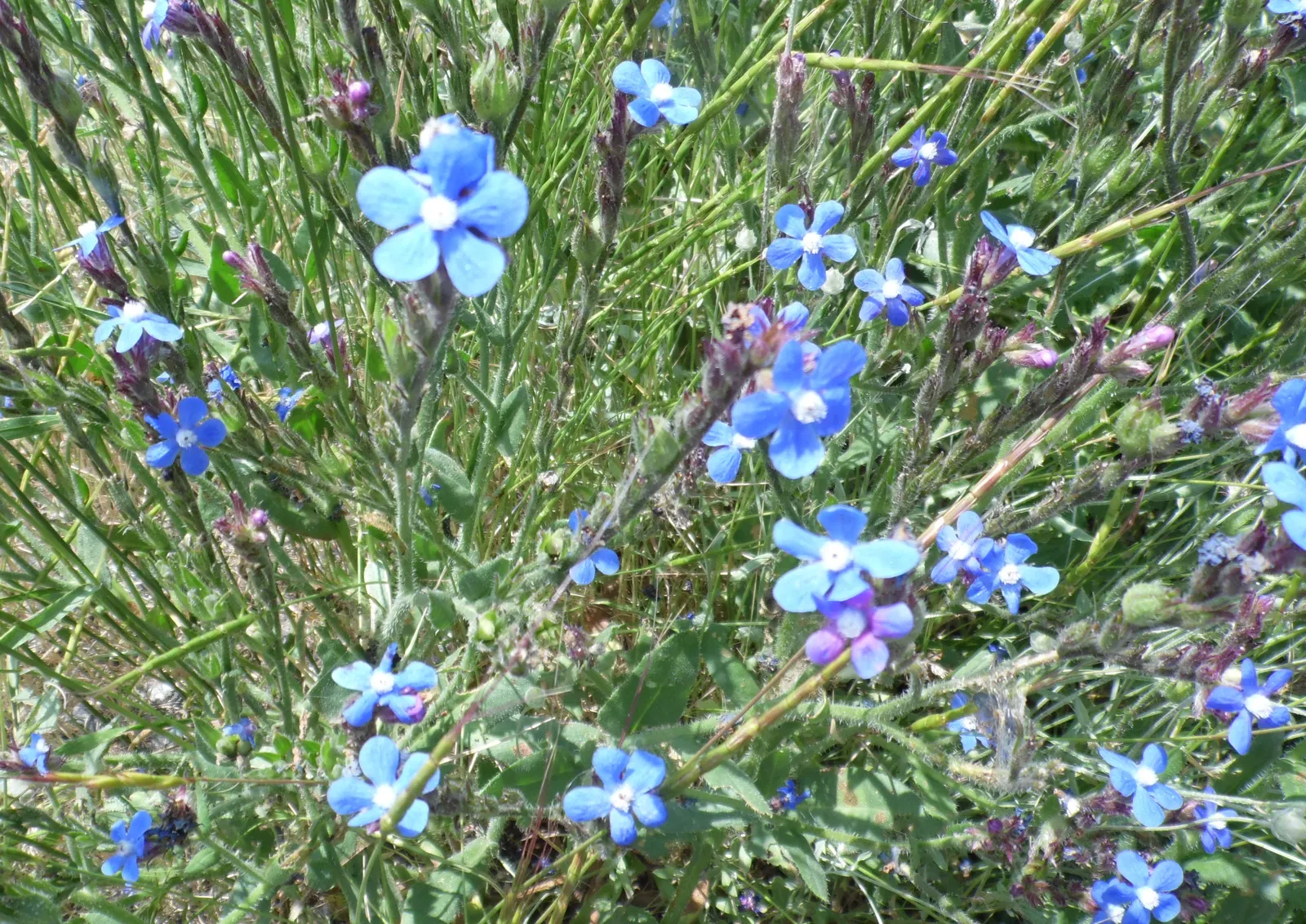 Siberian Bugloss (Brunnera Macrophylla) — Tolerant of urban pollution