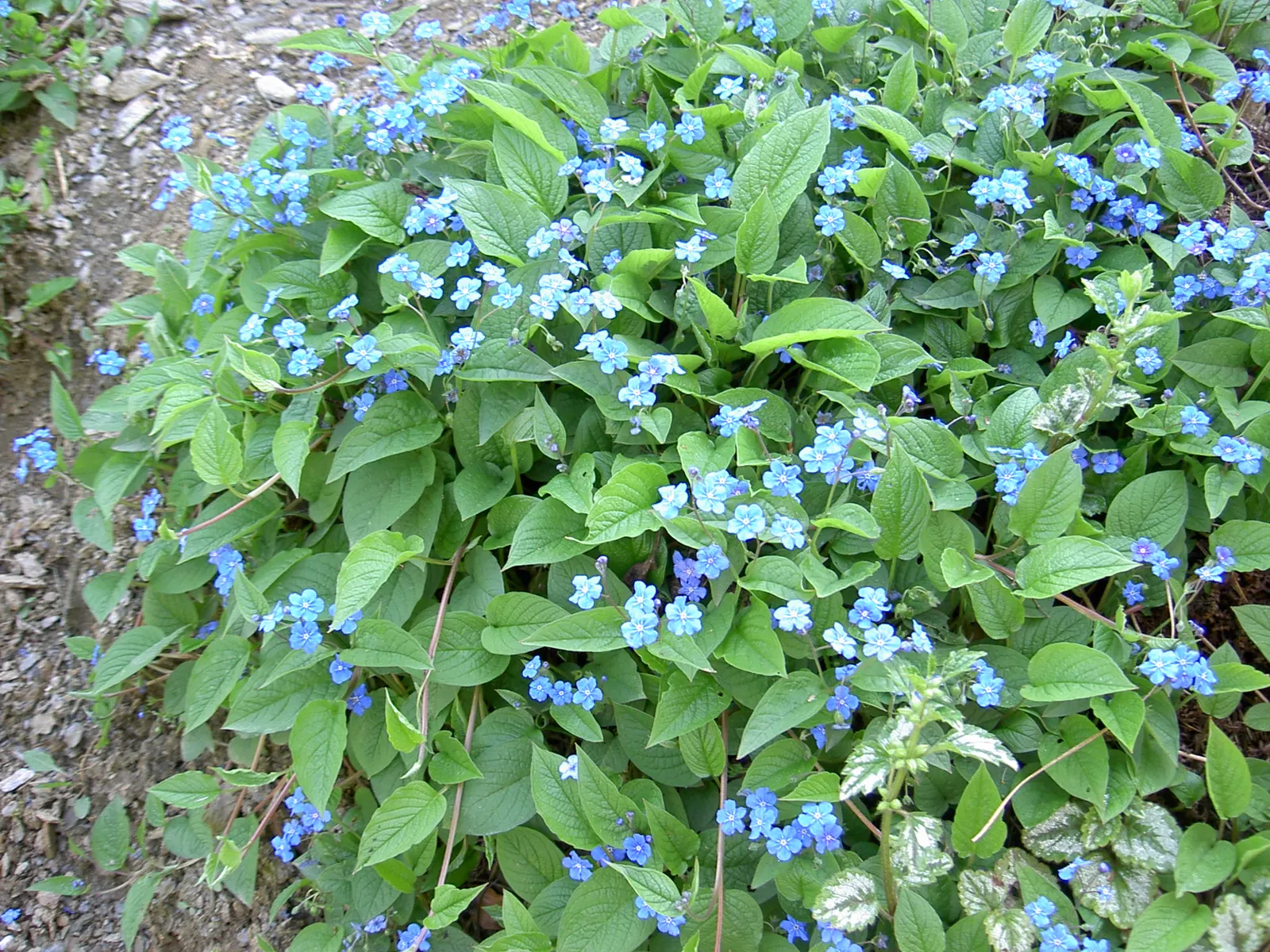 Siberian Bugloss (Brunnera Macrophylla) — It is relatively low-maintenance; siberian Bugloss requires moist, well-drained soil with ample organic matter