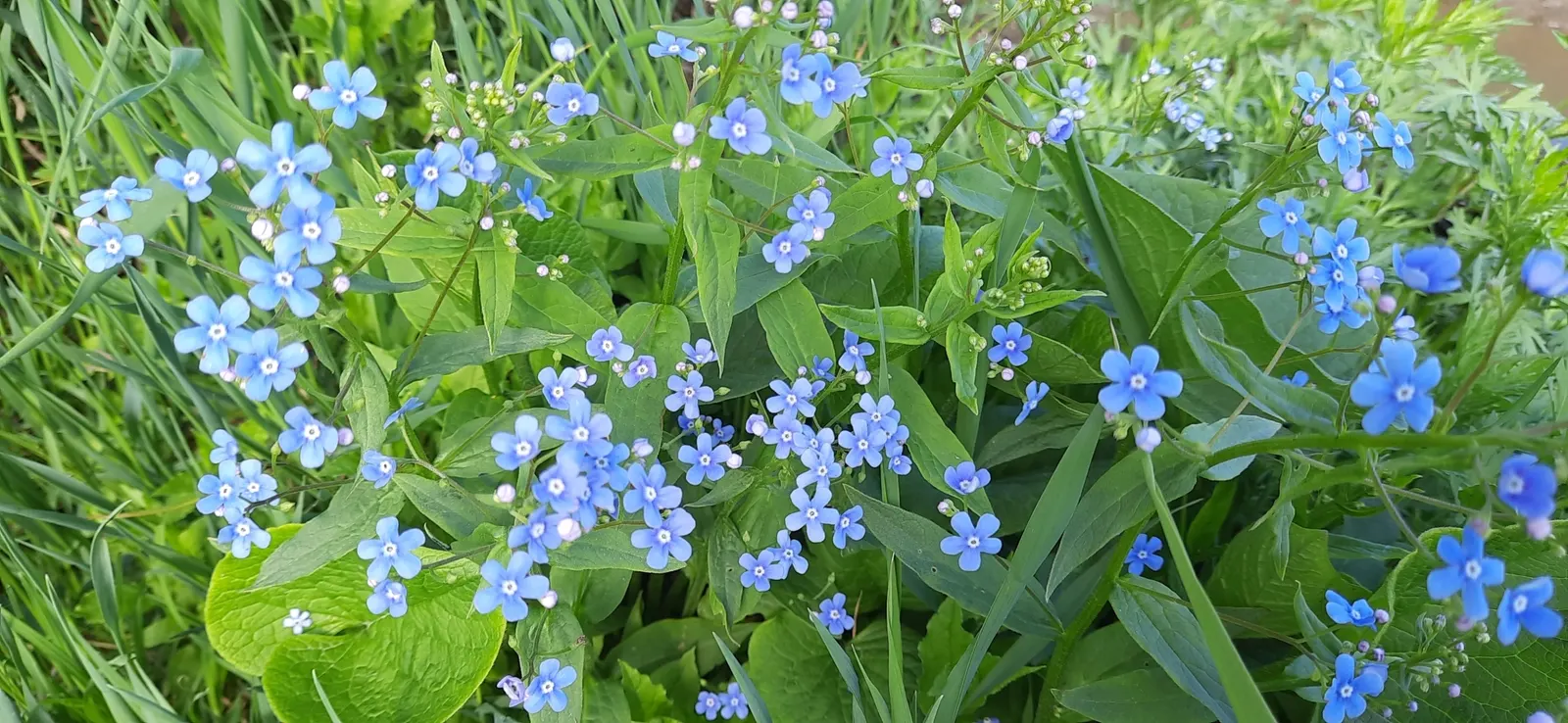 Siberian Bugloss (Brunnera Macrophylla) — heart-shaped leaves are typically deep green with a rough texture; often displaying variegation or frost-like patterns