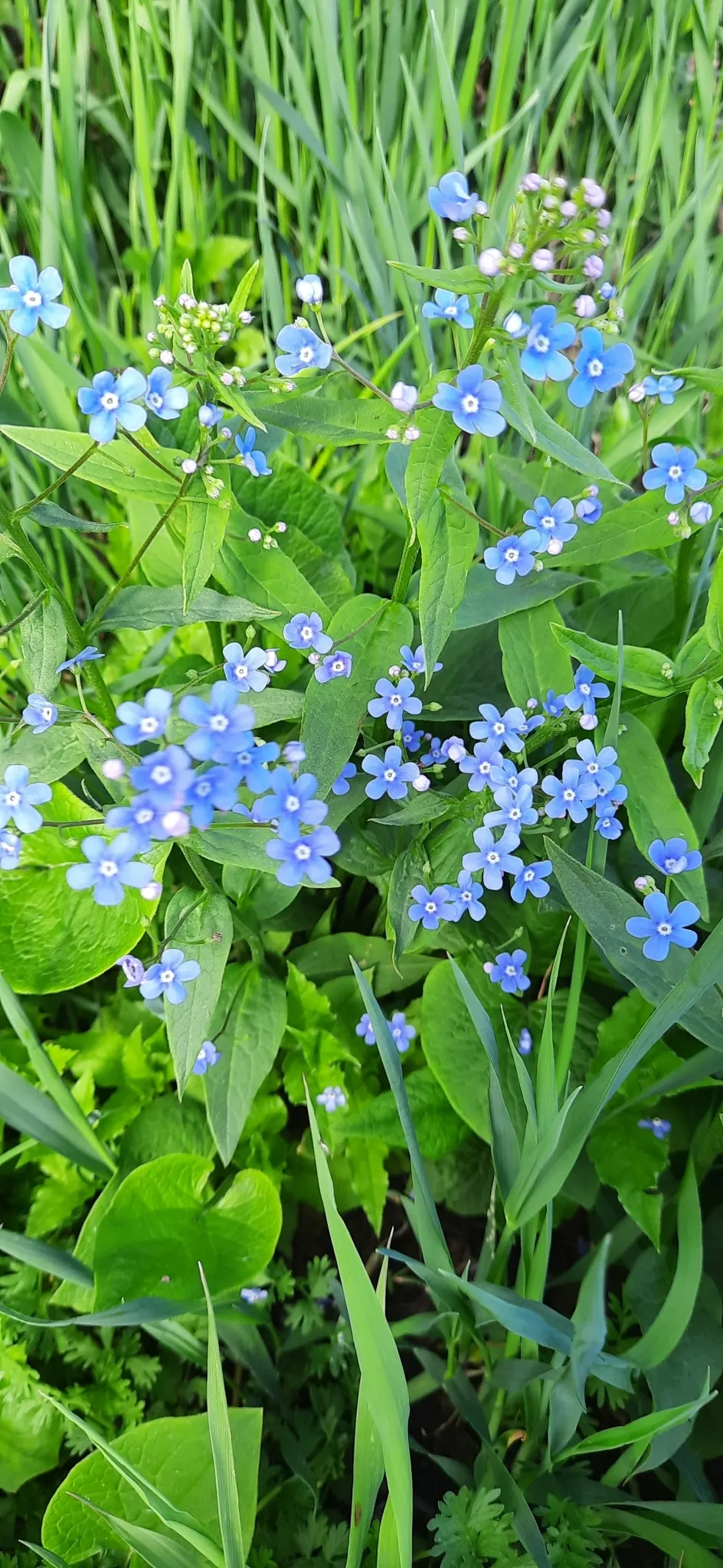 Siberian Bugloss (Brunnera Macrophylla) — vibrant blue flowers emerge, image 38