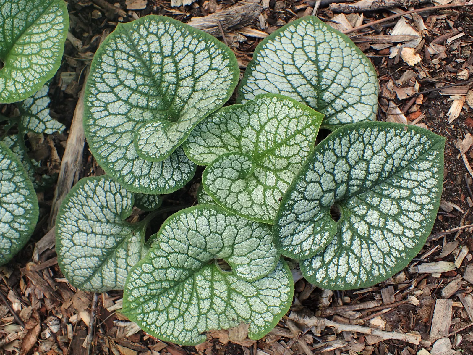 Siberian Bugloss (Brunnera Macrophylla) — with a similar spread of 18 to 24 inches