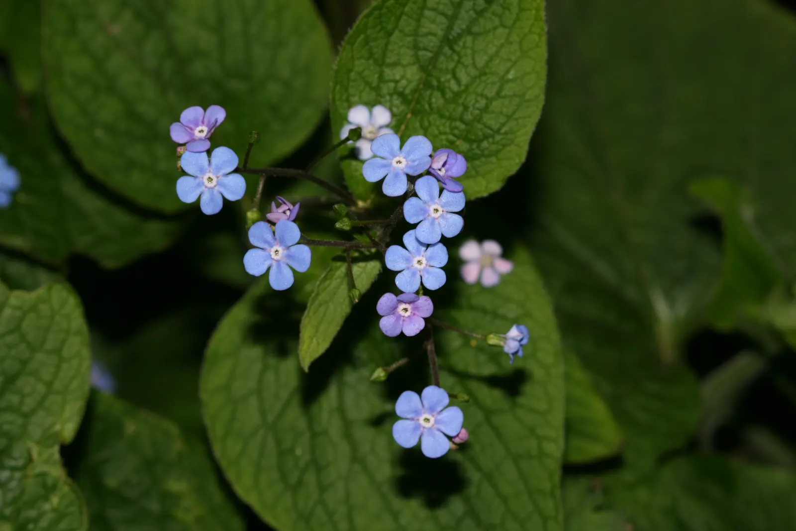 Siberian Bugloss (Brunnera Macrophylla) — blue flowers in the garden; forming a lush mound of foliage
