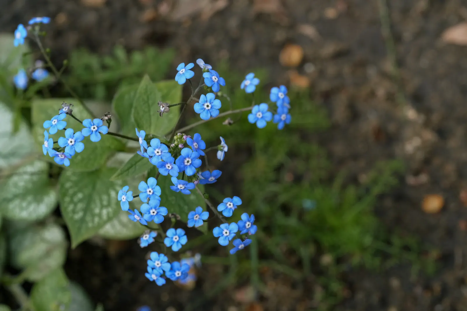 Siberian Bugloss (Brunnera Macrophylla) — Requires moist, well-drained soil