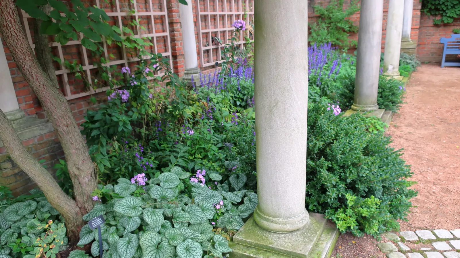 Siberian Bugloss (Brunnera Macrophylla) — sky-blue flowers akin to forget-me-nots; notably in cultivated varieties such as \'Jack Frost\' or \'Variegata\'