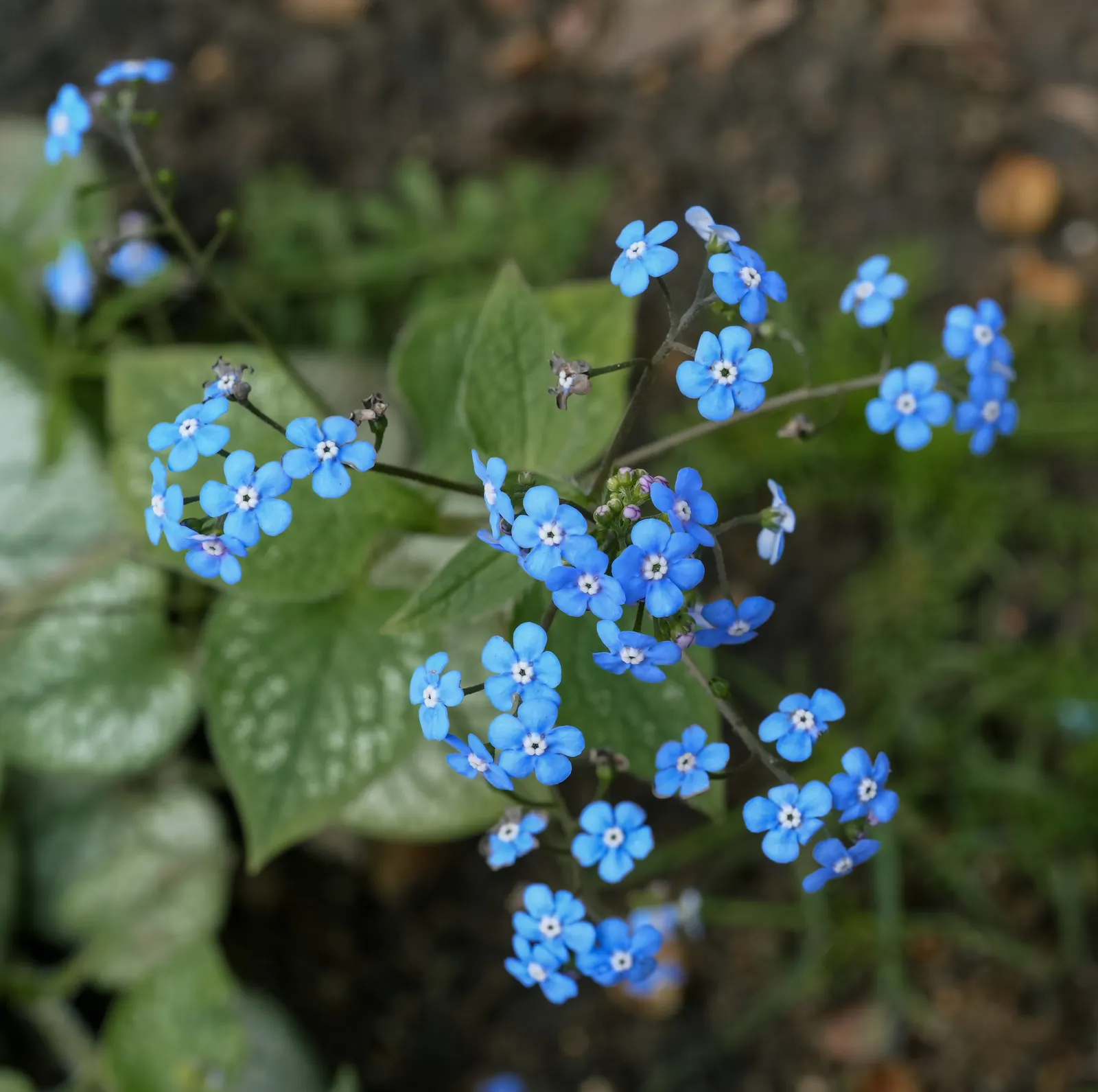 Siberian Bugloss (Brunnera Macrophylla) — sky-blue flowers akin to forget-me-nots; notably in cultivated varieties such as \'Jack Frost\' or, image 52