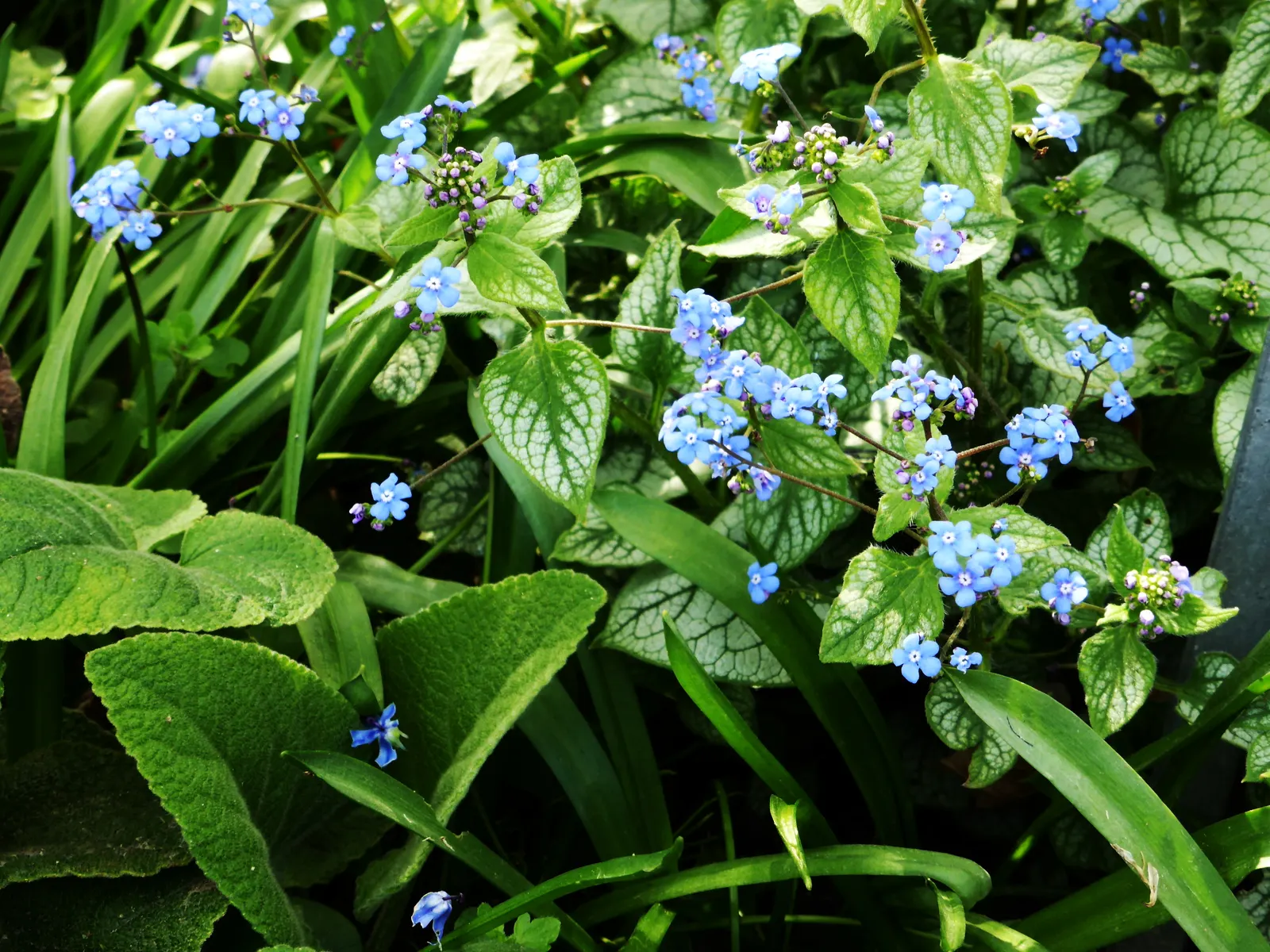 Siberian Bugloss (Brunnera Macrophylla) — thriving in USDA Hardiness Zones 3 through 8; sky-blue flowers akin to forget-me-nots