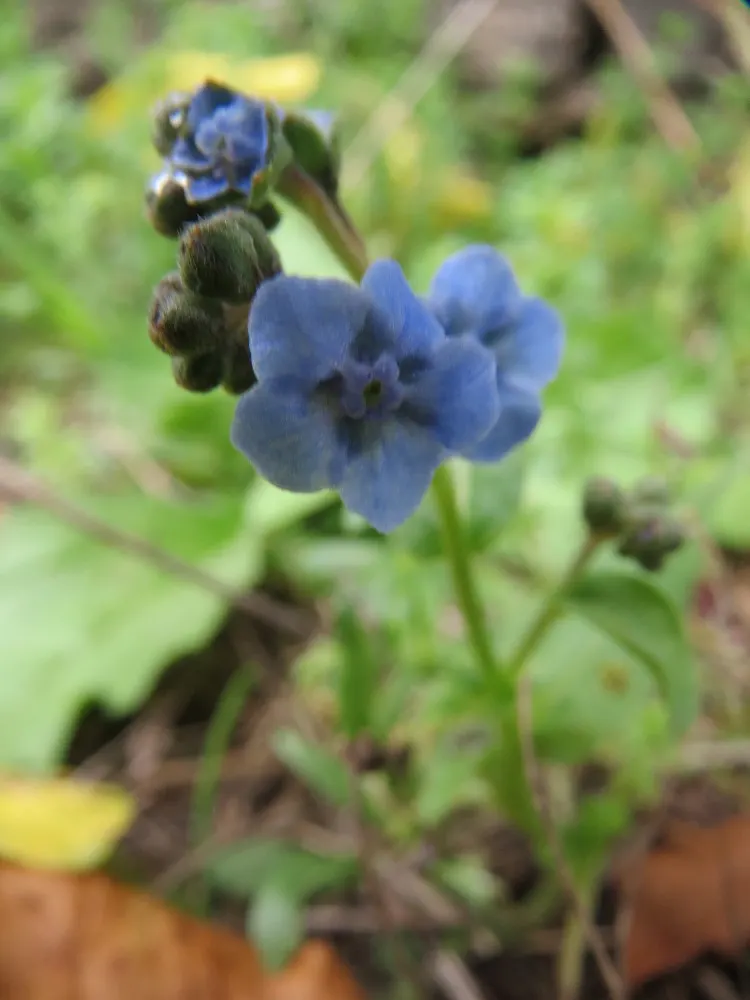 Siberian Bugloss (Brunnera Macrophylla) — forming a lush mound of foliage; thriving in part to full shade, it reaches a mature size of 12-15 inches, image 83