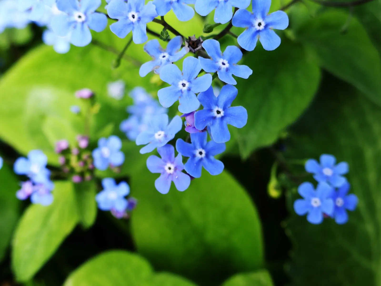 Siberian Bugloss (Brunnera Macrophylla) — Siberian Bugloss requires moist, well-drained soil with ample organic matter; heart-shaped leaves are, image 66