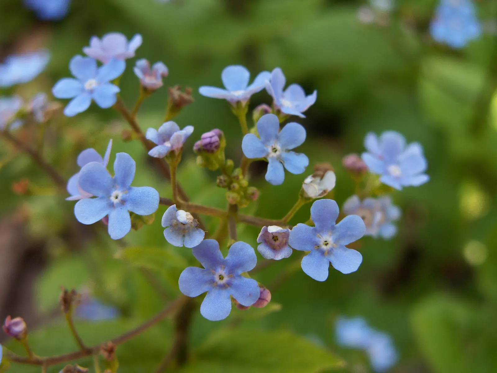 Siberian Bugloss (Brunnera Macrophylla) — with a similar spread of 18 to 24 inches; its lush foliage and cobalt blooms provide a cool