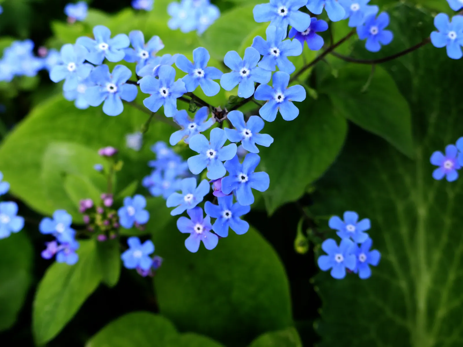 Siberian Bugloss (Brunnera Macrophylla) — heart-shaped leaves are typically deep green with a rough texture; often displaying variegation or, image 59