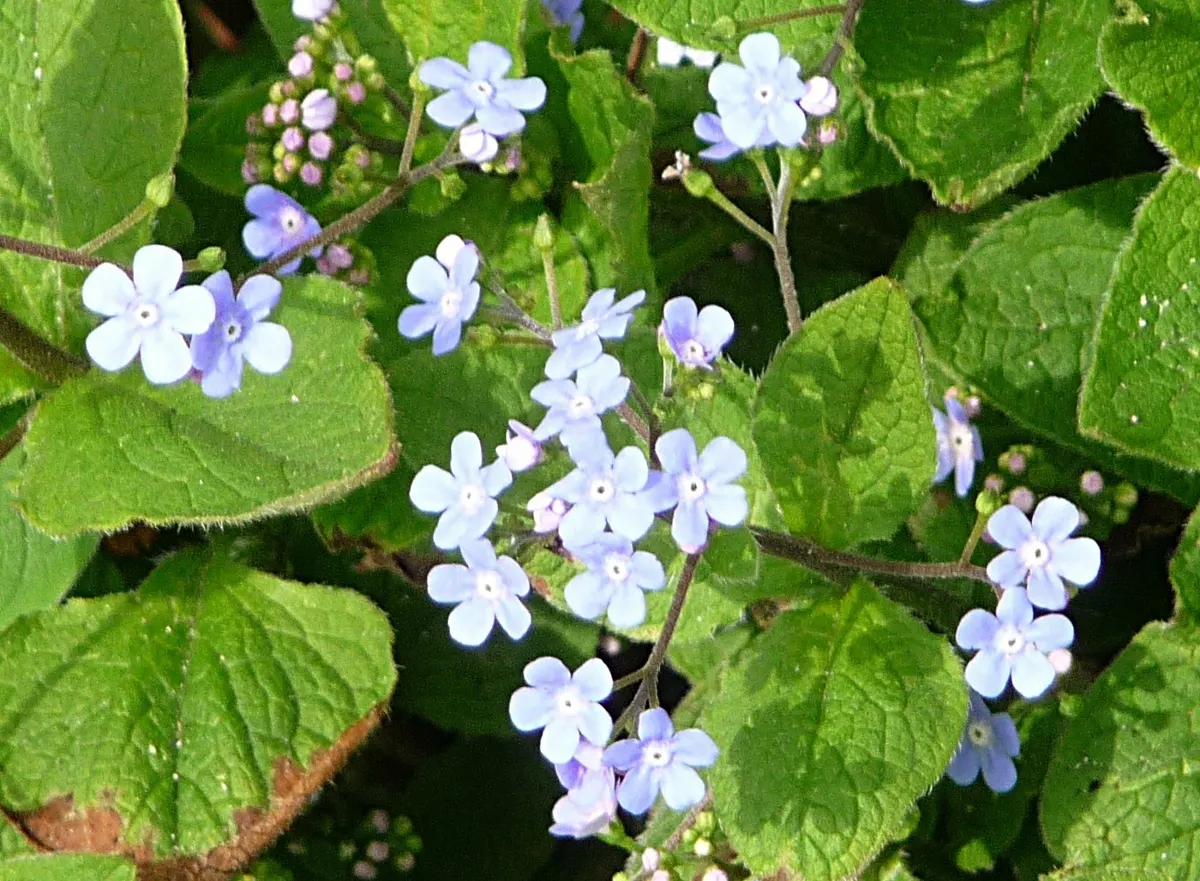 Siberian Bugloss (Brunnera Macrophylla) — Tolerant of urban pollution; blue flowers in the garden, image 68
