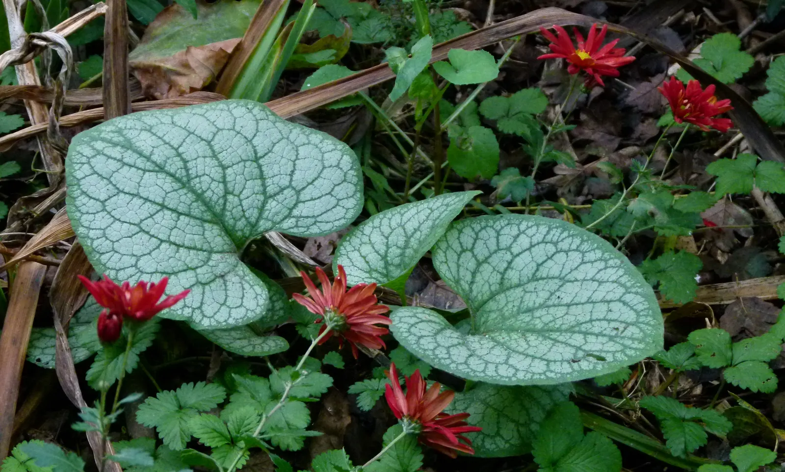 Siberian Bugloss (Brunnera Macrophylla) — often displaying variegation or frost-like patterns; it is relatively low-maintenance, image 85