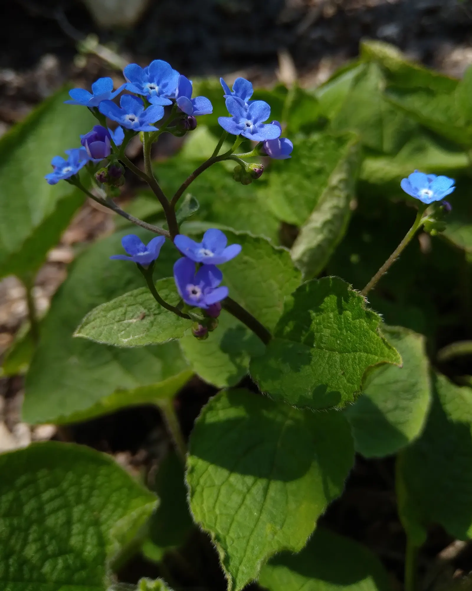 Siberian Bugloss (Brunnera Macrophylla) — ground cover / perennial with blue blooms; thriving in USDA Hardiness Zones 3 through 8