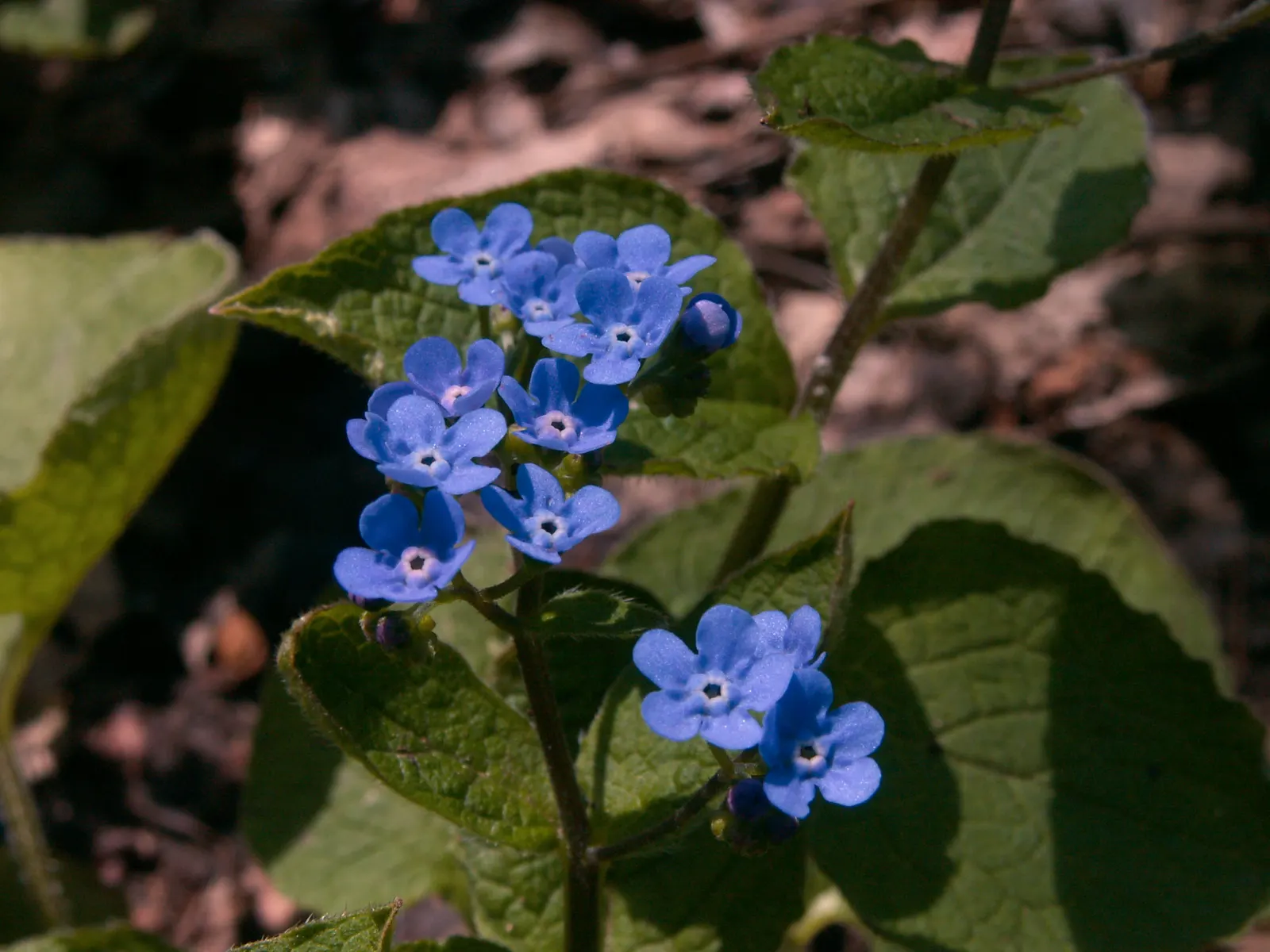 Siberian Bugloss (Brunnera Macrophylla) — Thriving in part to full shade, it reaches a mature size of 12-15 inches high and 18-24 inches wide