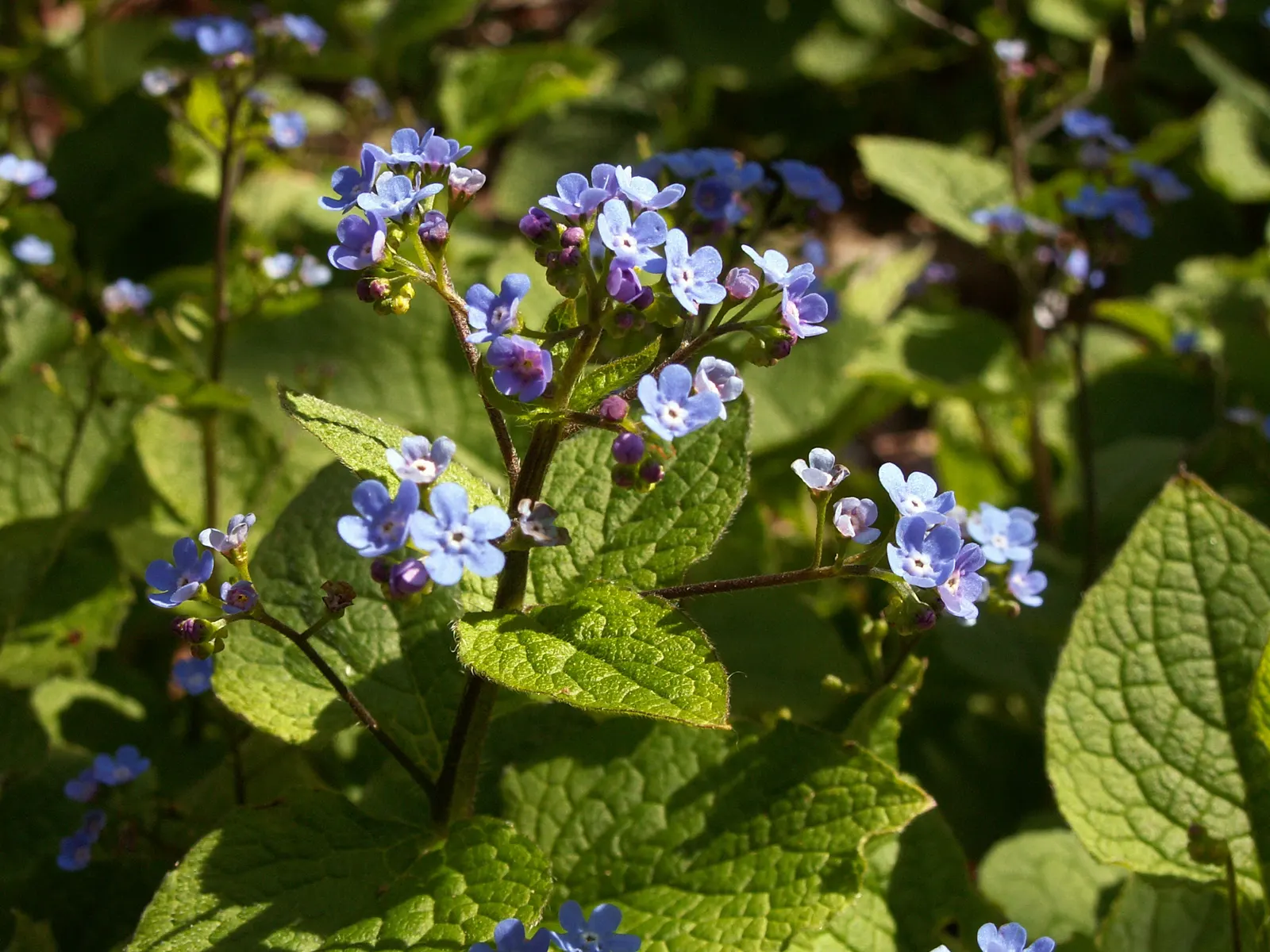 Siberian Bugloss (Brunnera Macrophylla) — ground cover / perennial with blue blooms