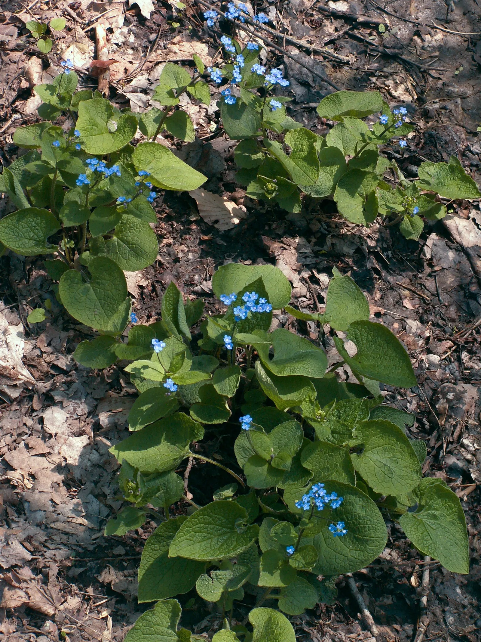 Siberian Bugloss (Brunnera Macrophylla) — heart-shaped leaves are typically deep green with a rough texture; often displaying variegation or, image 84