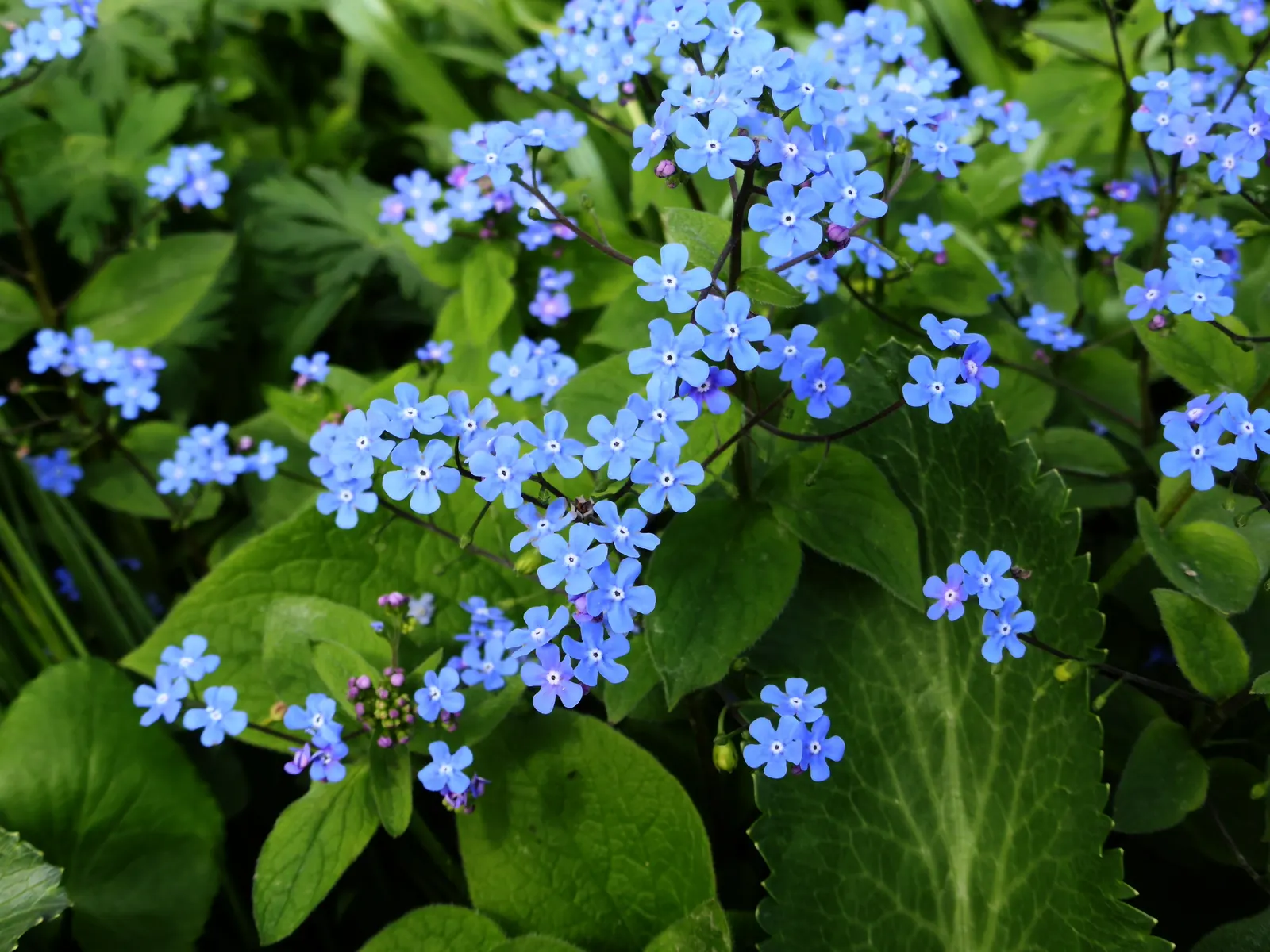 Siberian Bugloss (Brunnera Macrophylla) — ground cover / perennial with blue blooms; thriving in USDA Hardiness Zones 3 through 8, image 74