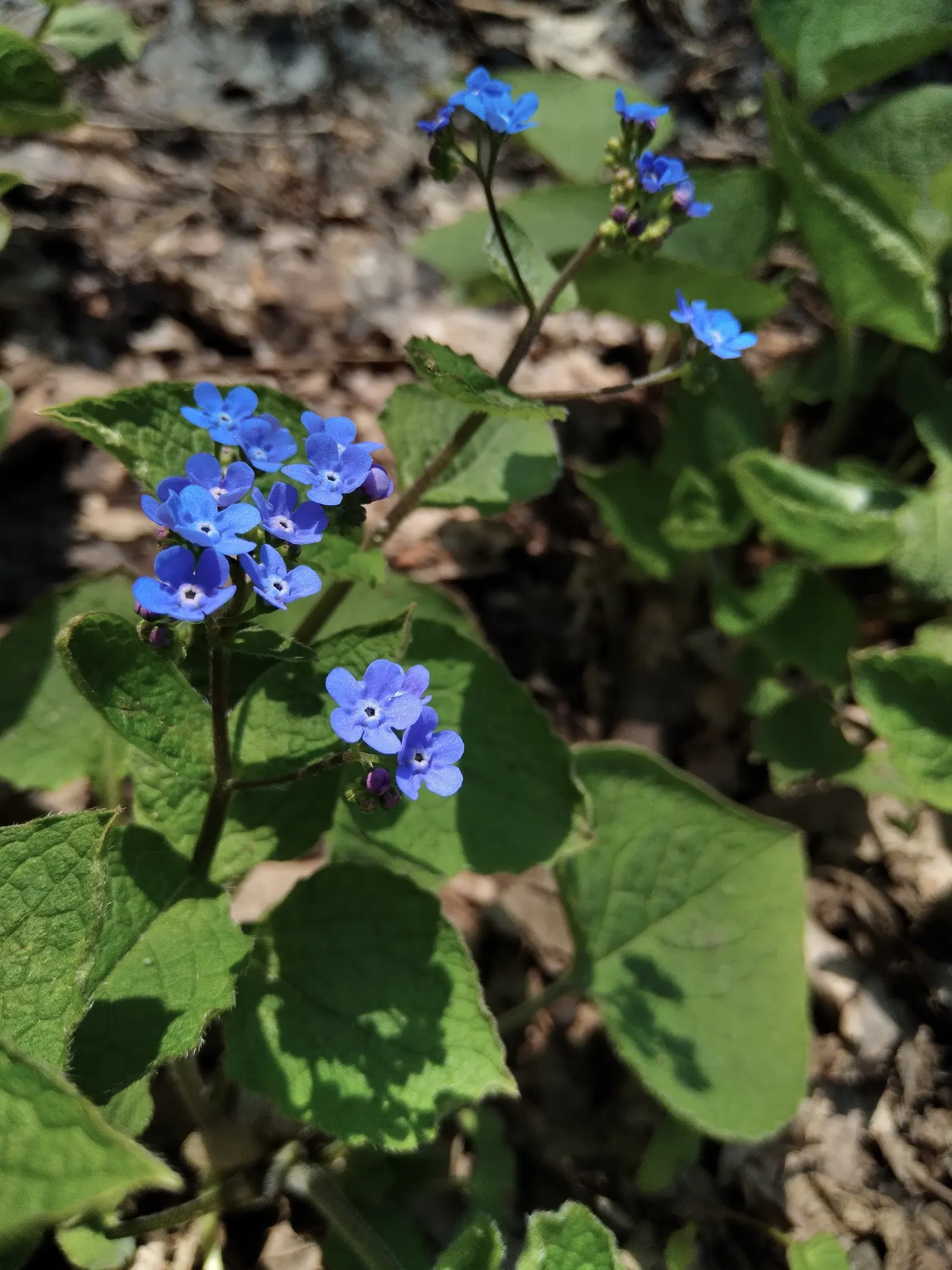 Siberian Bugloss (Brunnera Macrophylla) — scientifically named Brunnera macrophylla; providing a charming contrast against the foliage, image 56