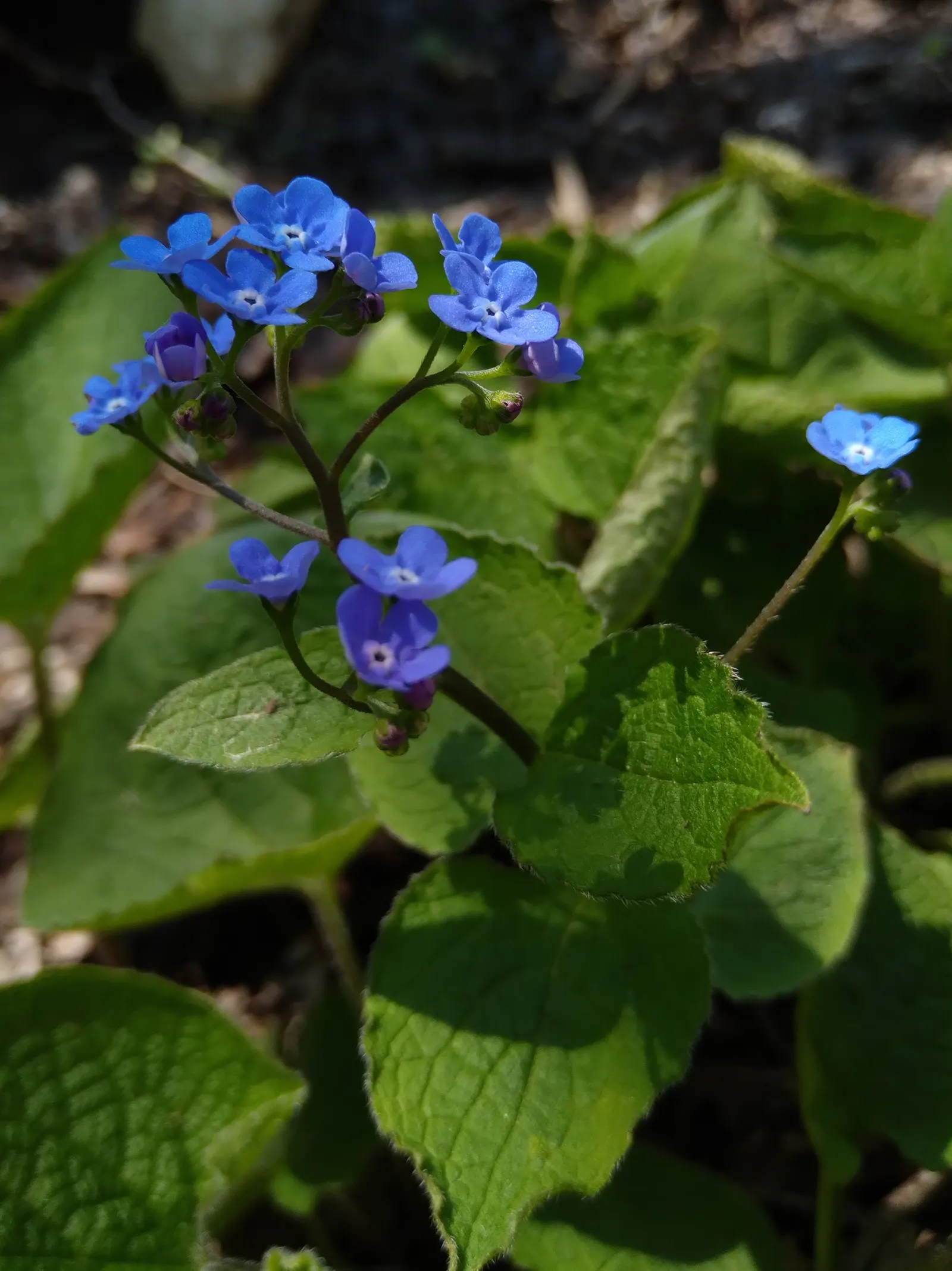 Siberian Bugloss (Brunnera Macrophylla) — with a similar spread of 18 to 24 inches; its lush foliage and cobalt blooms provide a cool, image 82