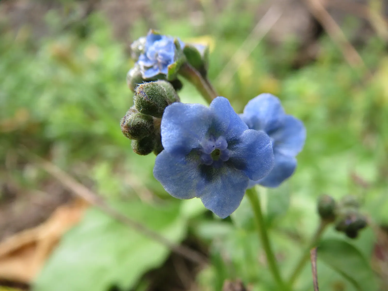 Siberian Bugloss (Brunnera Macrophylla) — serene ambiance and will interest visitors with its visual appeal and durability; commonly known as, image 72