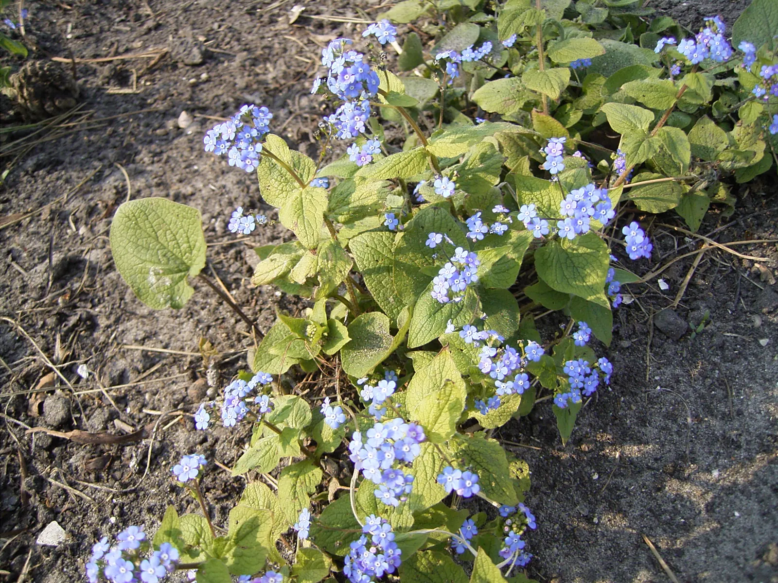 Siberian Bugloss (Brunnera Macrophylla) — notably in cultivated varieties such as \'Jack Frost\' or \'Variegata\'