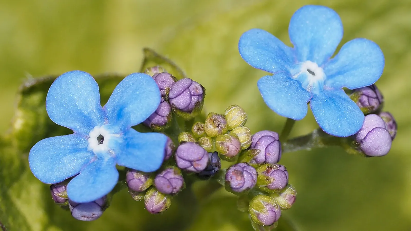 Siberian Bugloss (Brunnera Macrophylla) — It is relatively low-maintenance