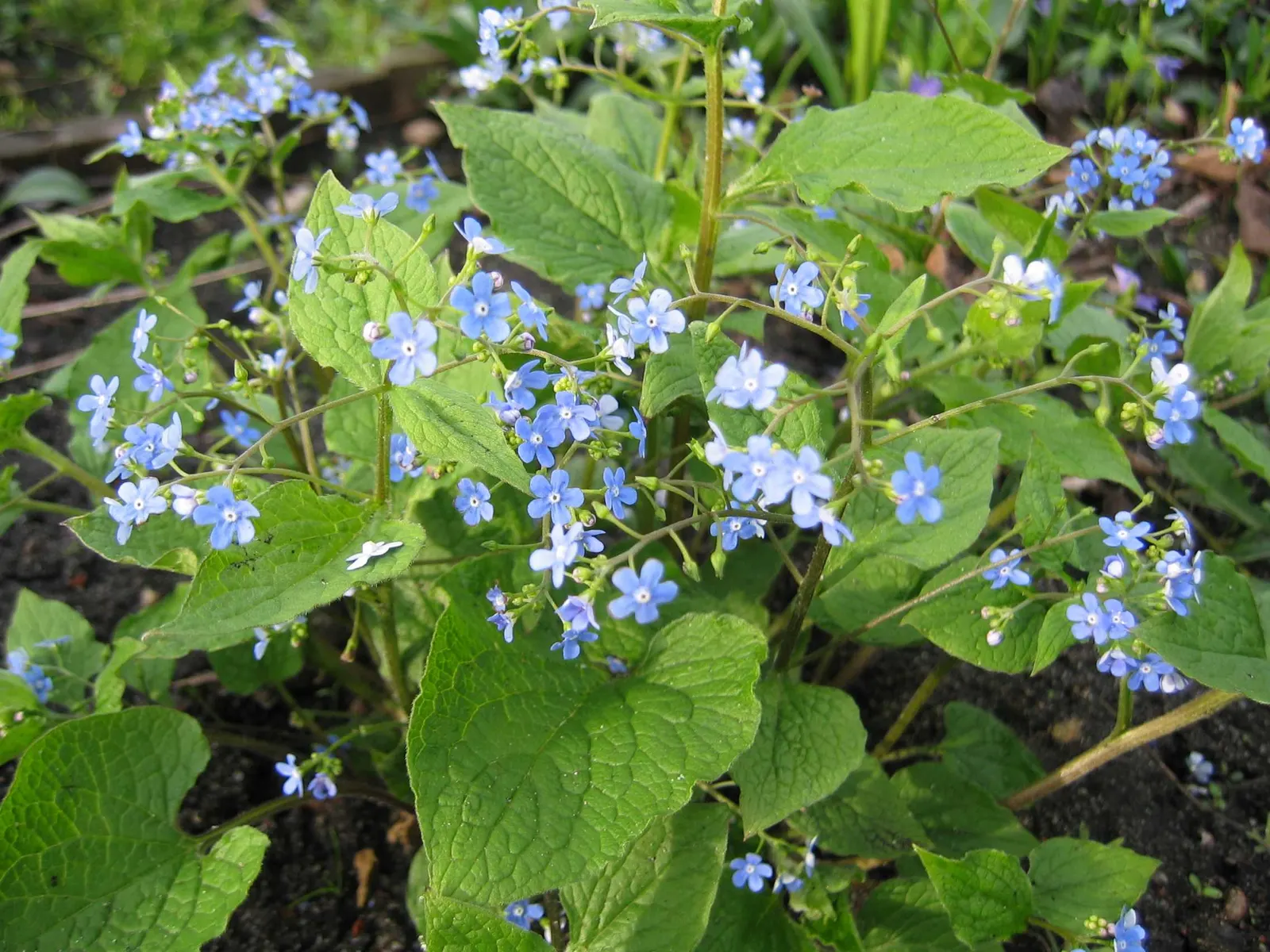 Siberian Bugloss (Brunnera Macrophylla) — this plant can be an excellent addition to city gardens