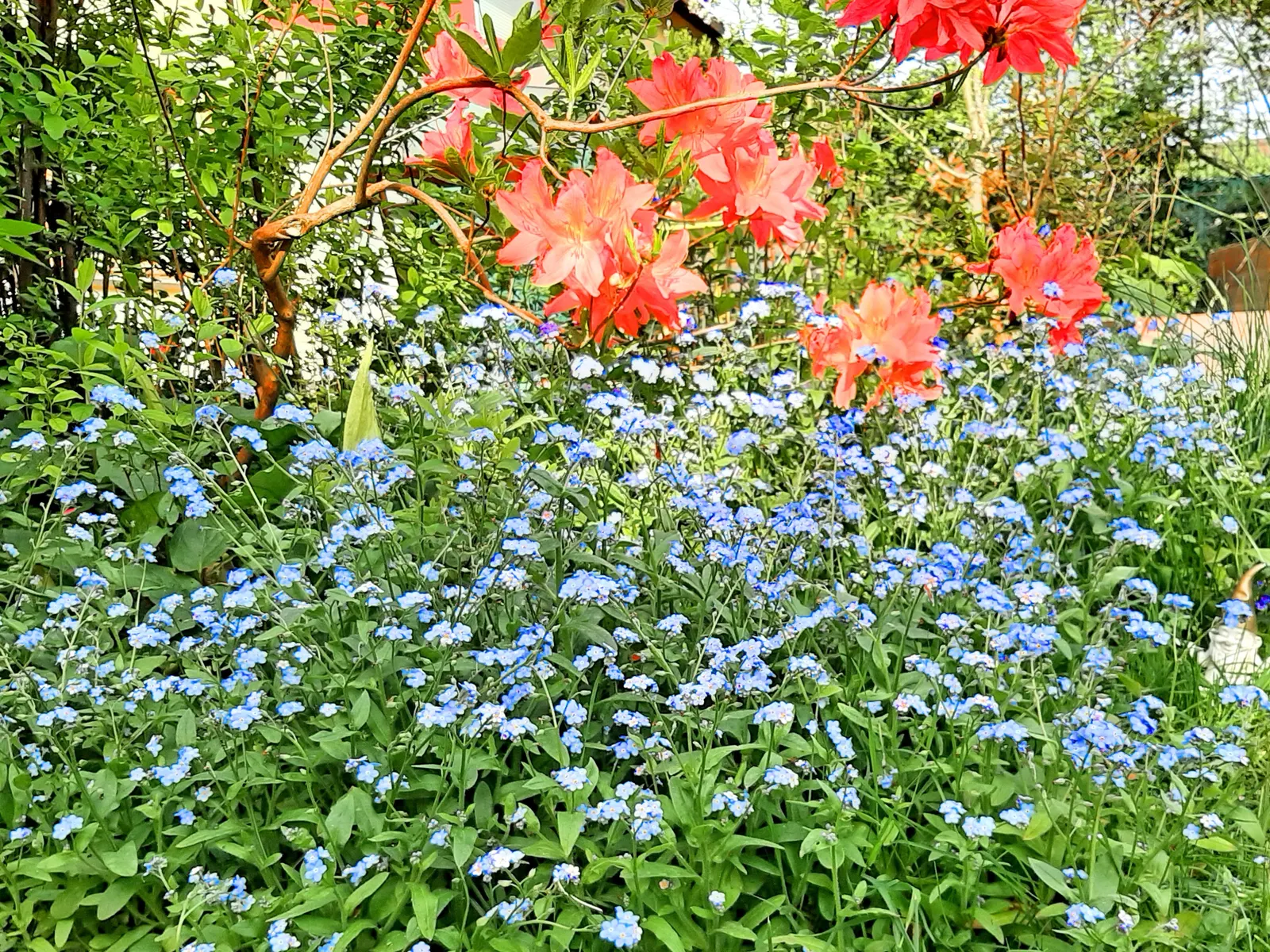 Siberian Bugloss (Brunnera Macrophylla) — providing a charming contrast against the foliage; or as border fronts for an enchanting aesthetic