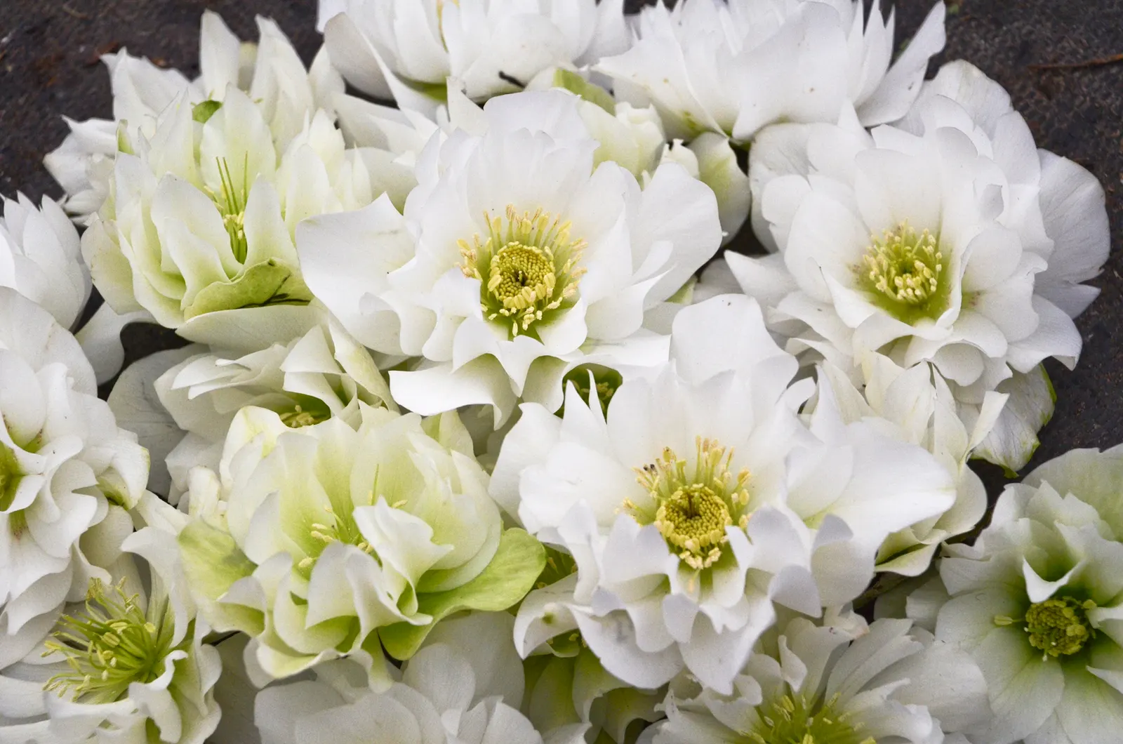 Wedding Party® Wedding Bells (Helleborus hybrid) — Helleborus 'Wedding Bells'