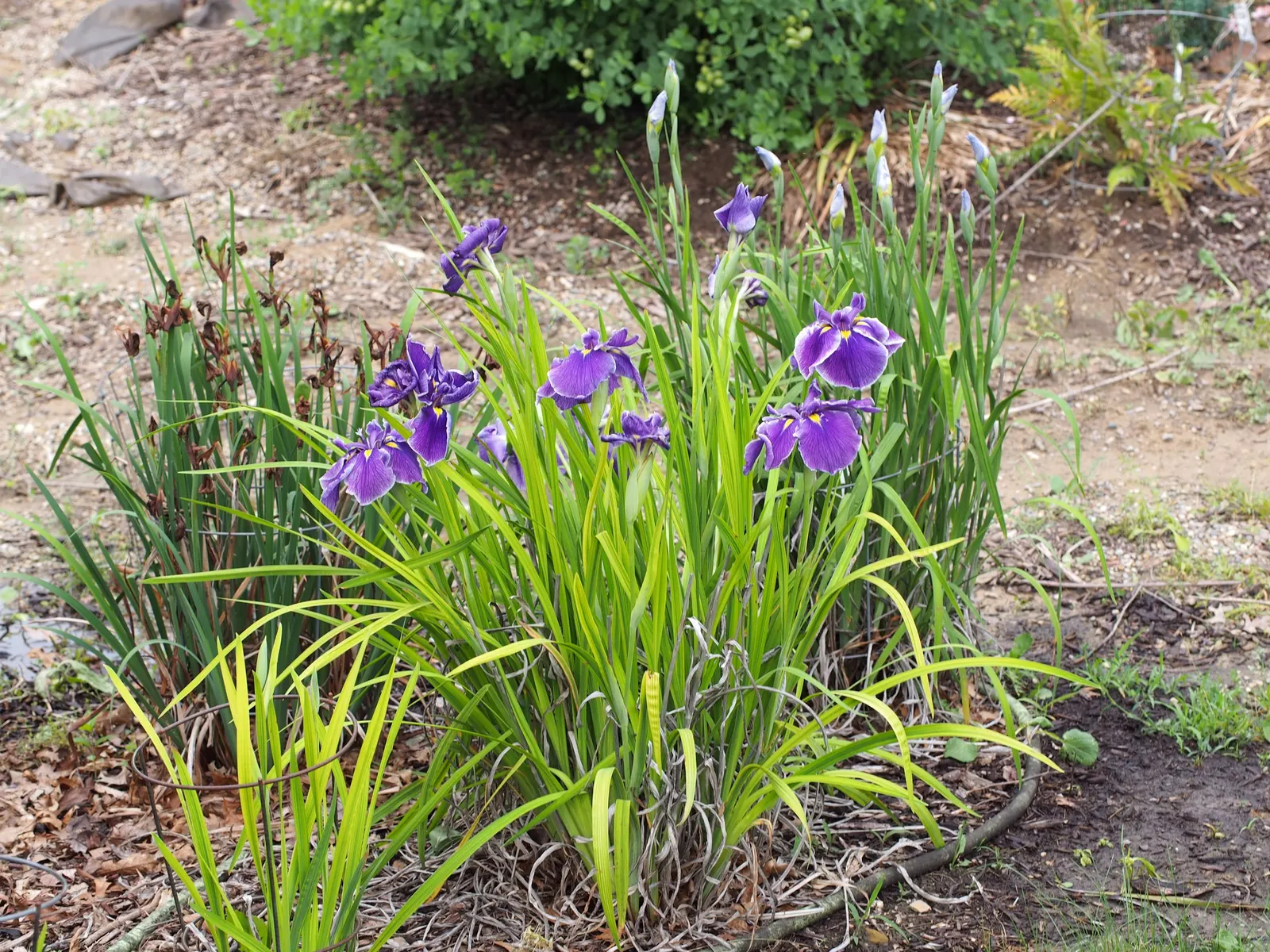 Blueberry Fair Siberian Iris (Iris Sibirica 'Blueberry Fair') — This cultivar boasts striking indigo to violet-hued blooms with a slight velvety sheen