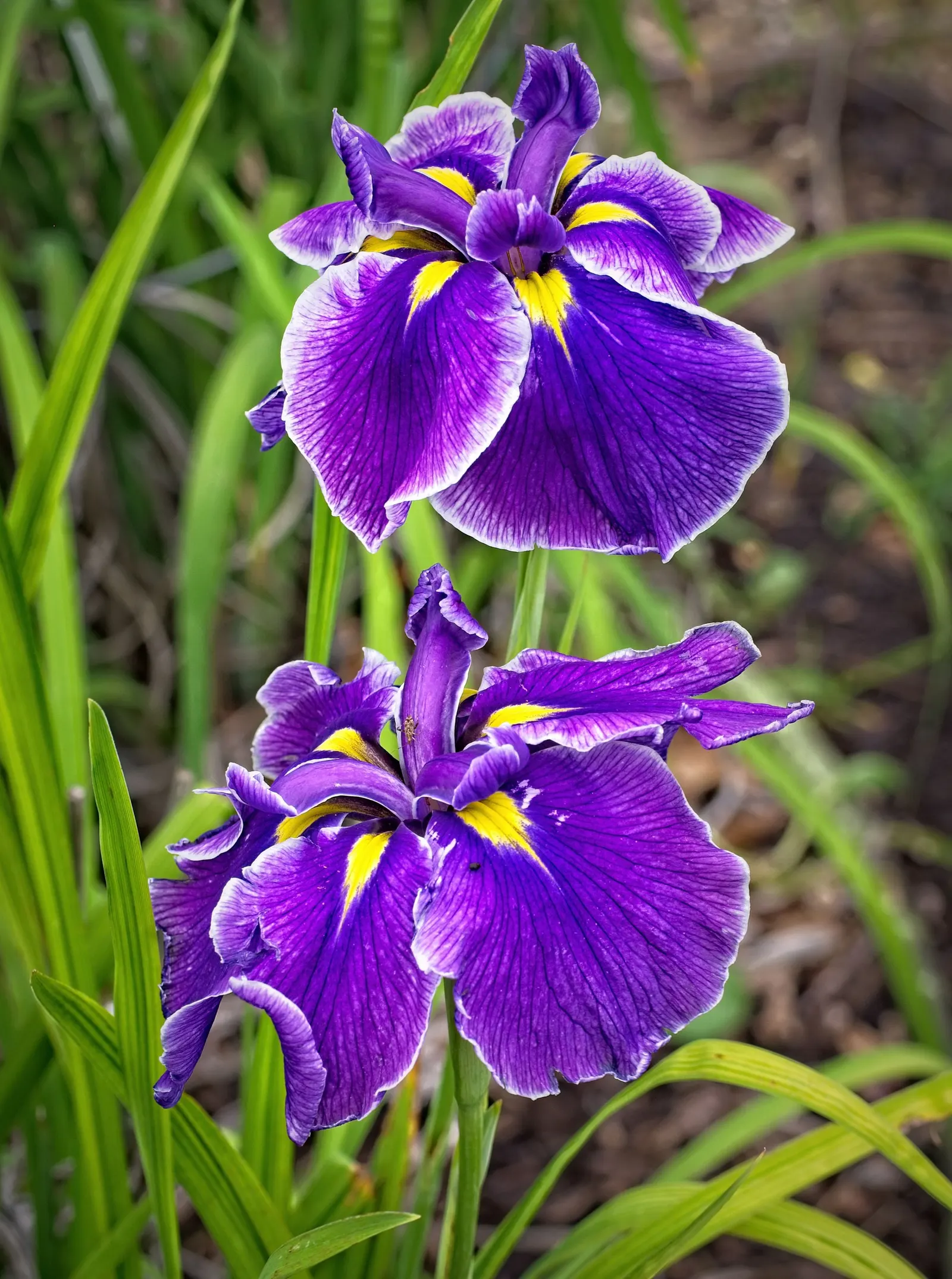 Blueberry Fair Siberian Iris (Iris Sibirica 'Blueberry Fair') — Preferring full to partial sun and moist, well-drained soil, it's ideal for borders and water