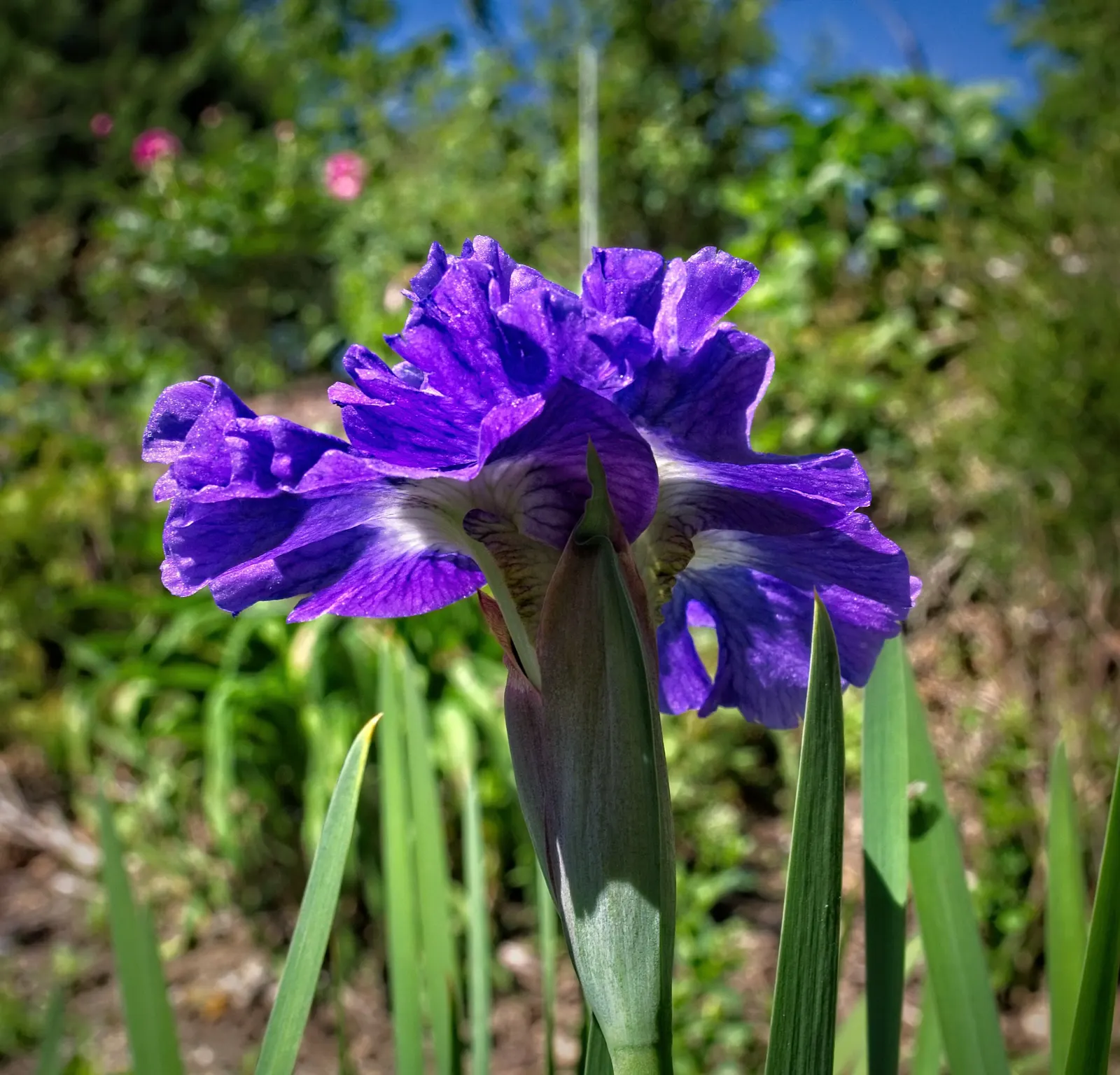 Blueberry Fair Siberian Iris (Iris Sibirica 'Blueberry Fair') — The Iris sibirica 'Blueberry Fair' lends serene elegance with its ruffled
