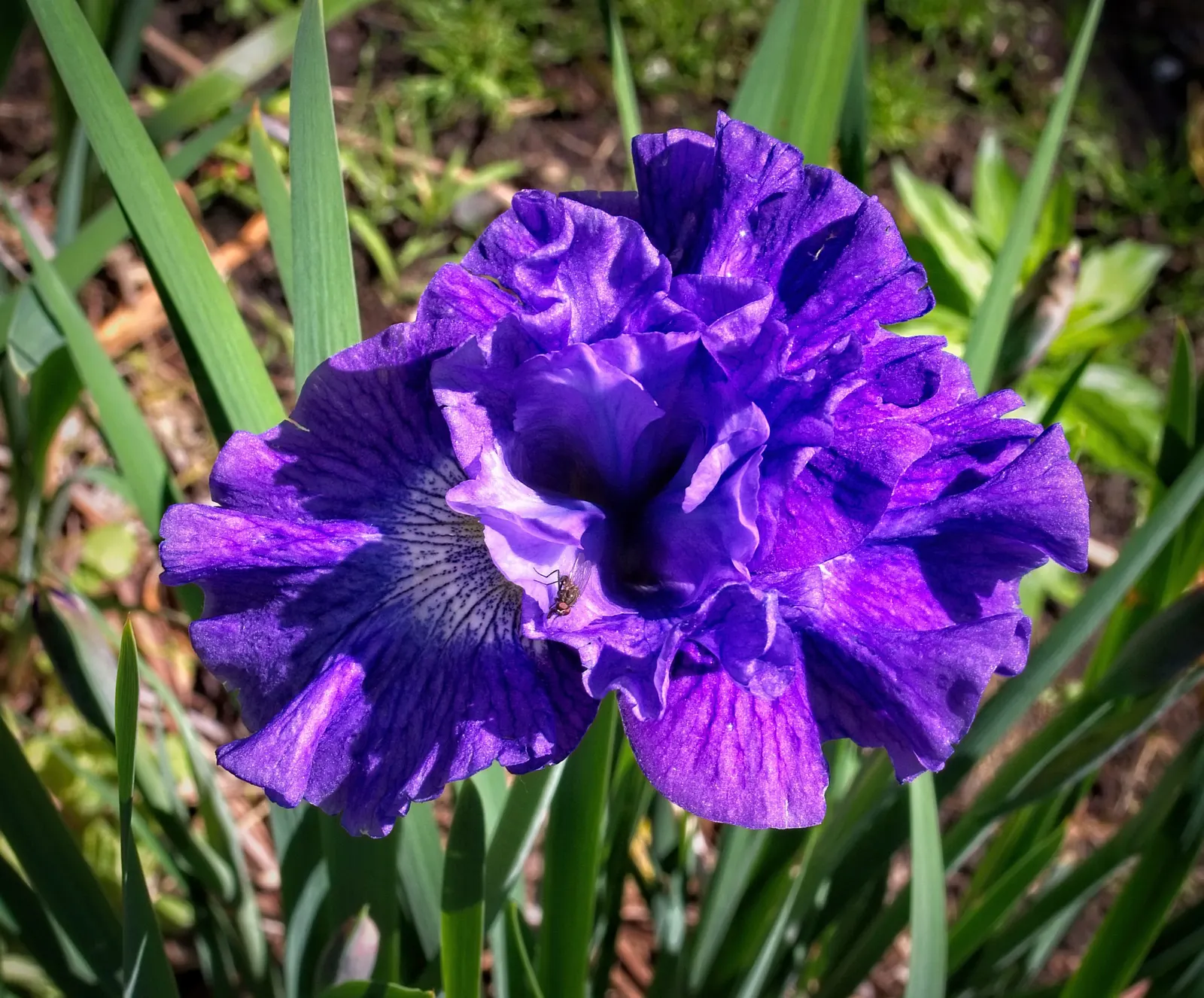 Blueberry Fair Siberian Iris (Iris Sibirica 'Blueberry Fair') — deep blue-violet blooms atop slender stems reaching 2-3 feet tall